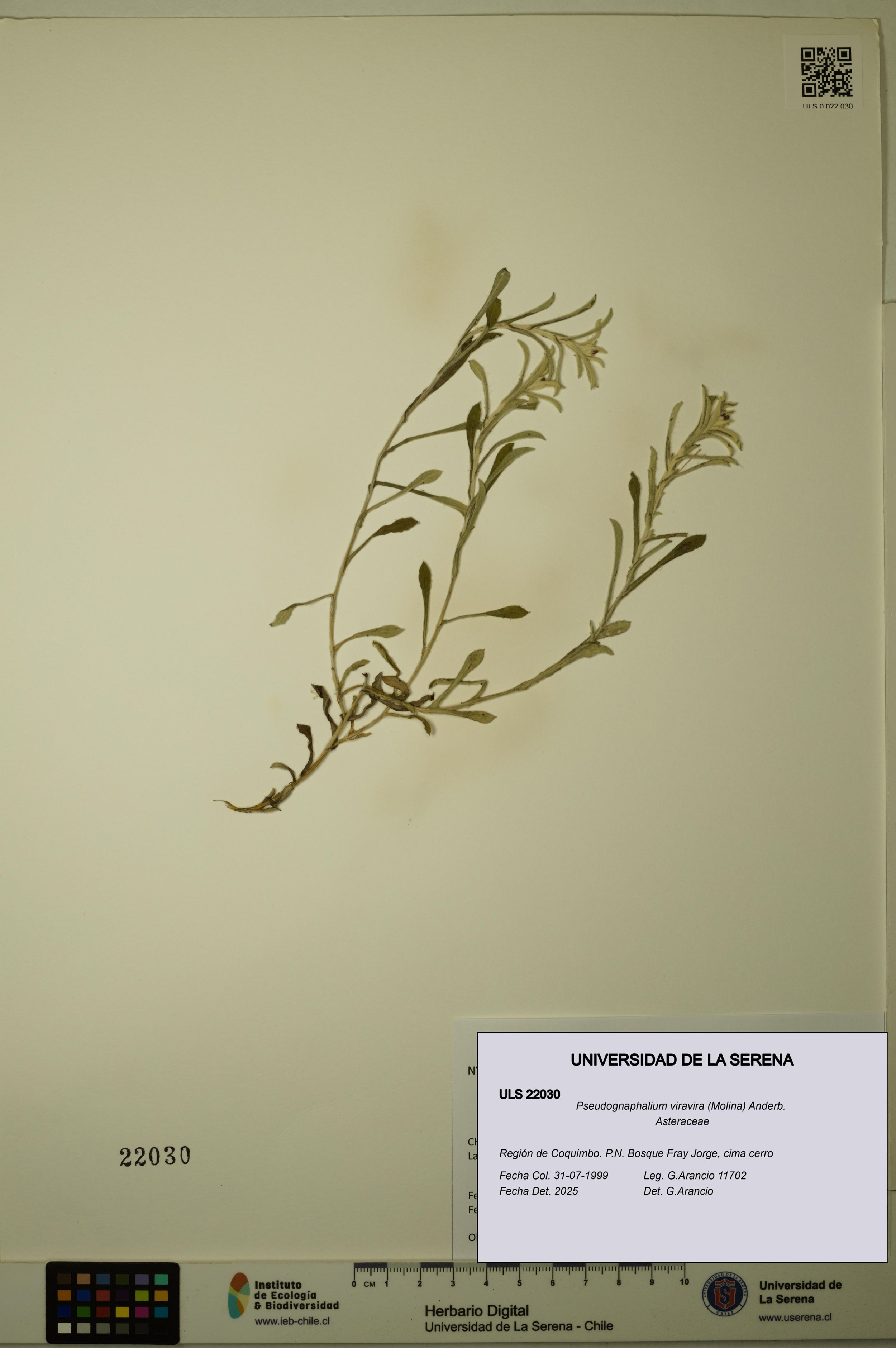 Pseudognaphalium viravira [Espécimen: ]