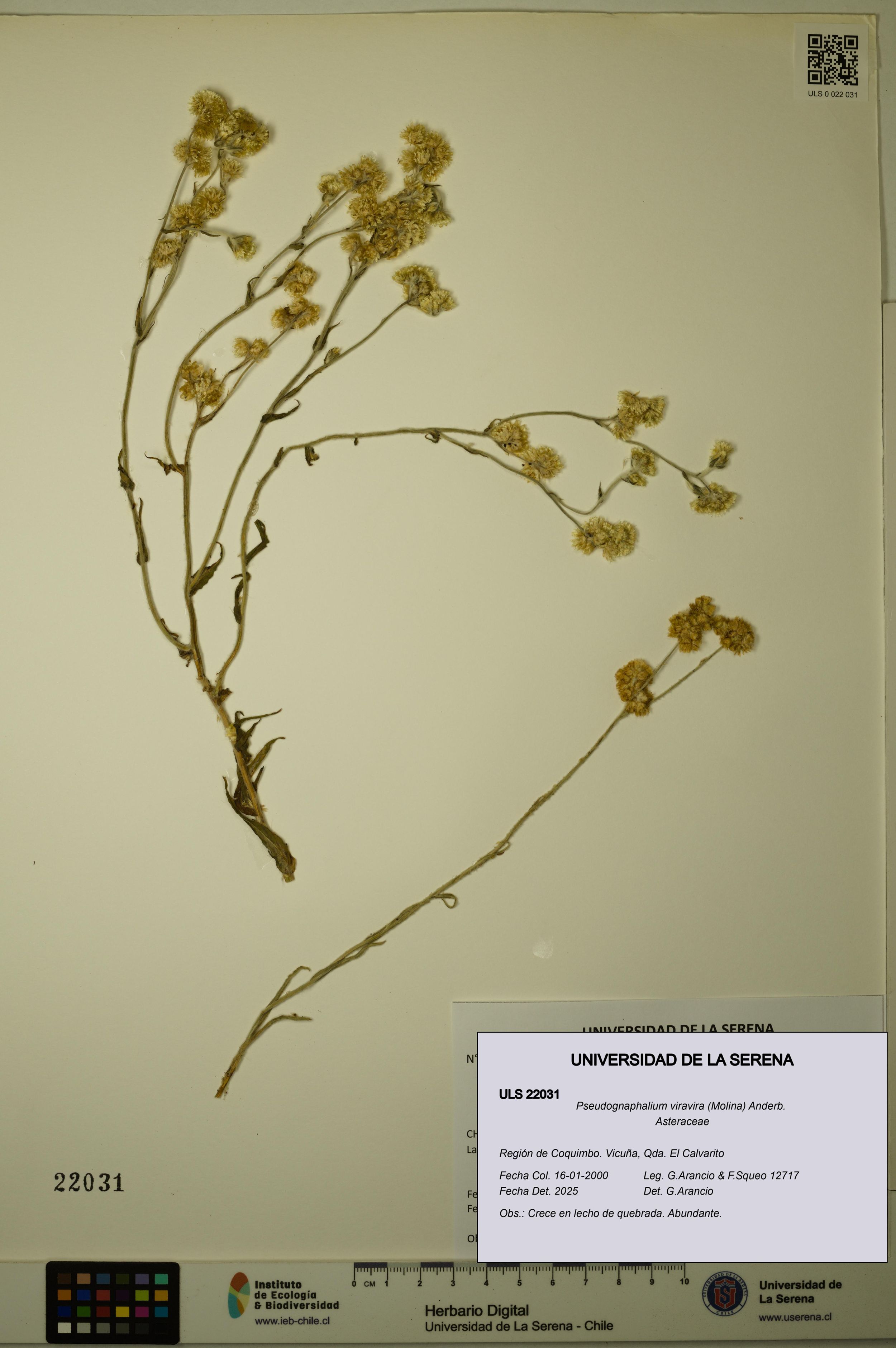 Pseudognaphalium viravira [Espécimen: ]