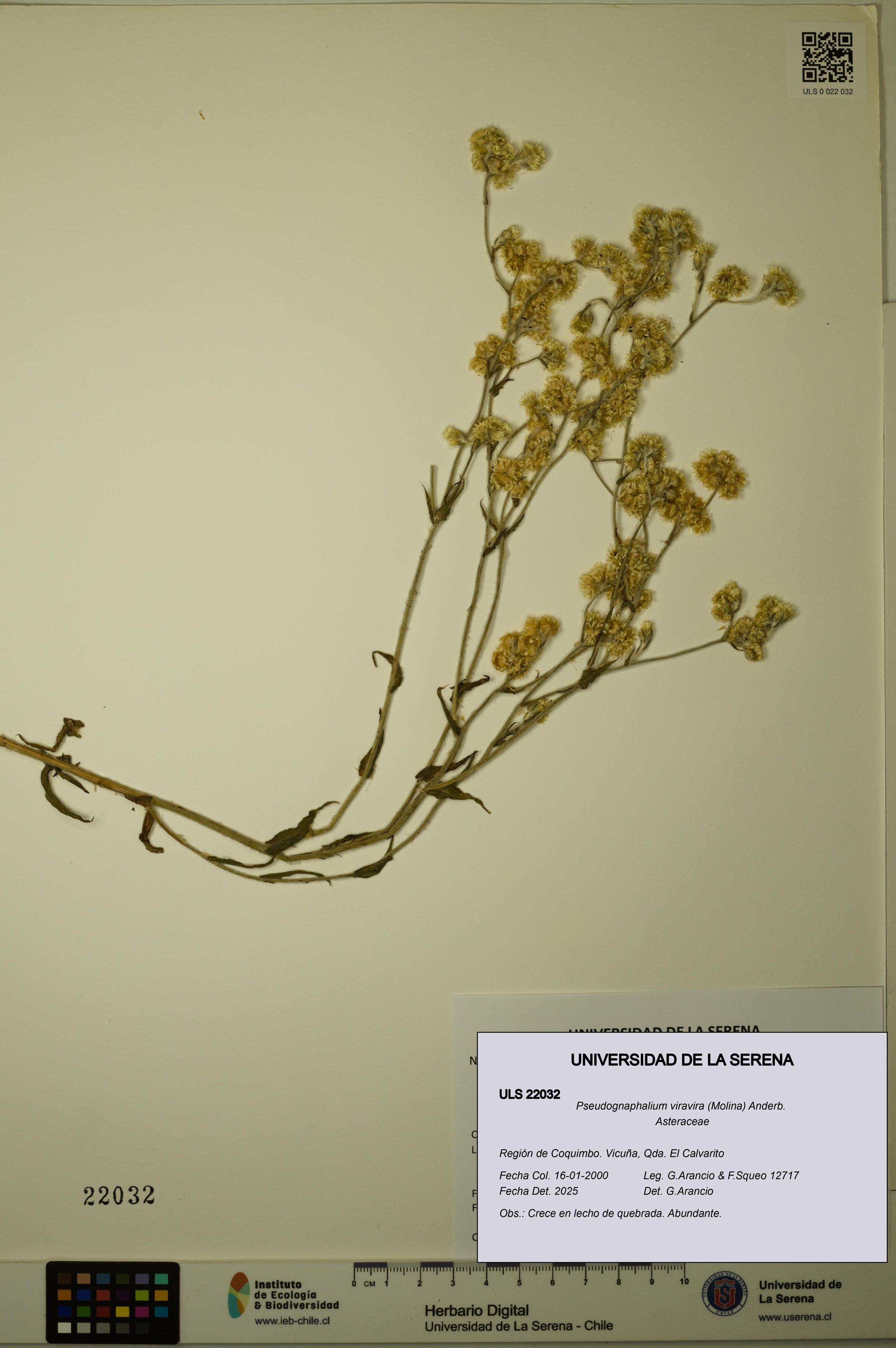 Pseudognaphalium viravira [Espécimen: ]