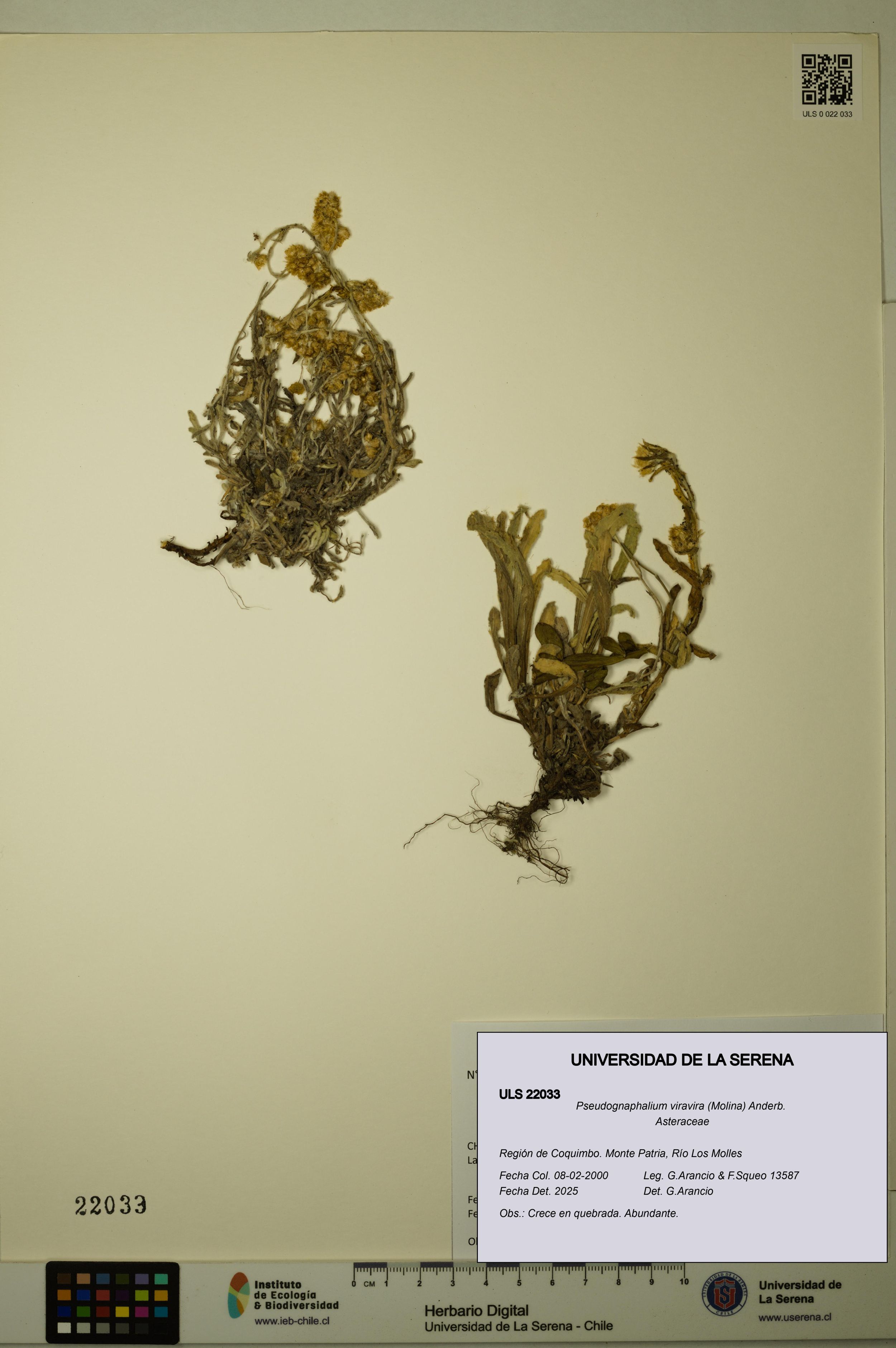 Pseudognaphalium viravira [Espécimen: ]