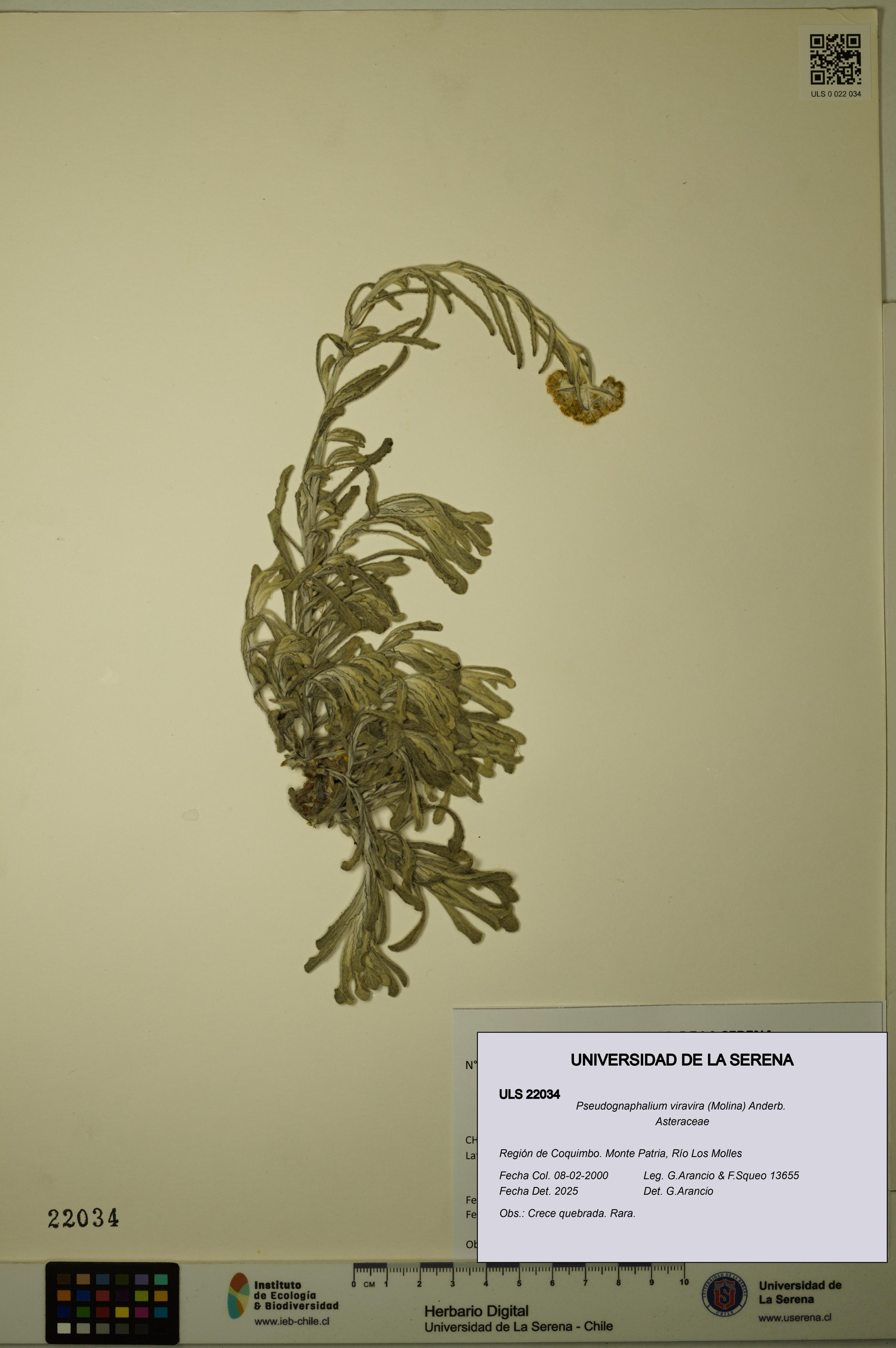 Pseudognaphalium viravira [Espécimen: ]