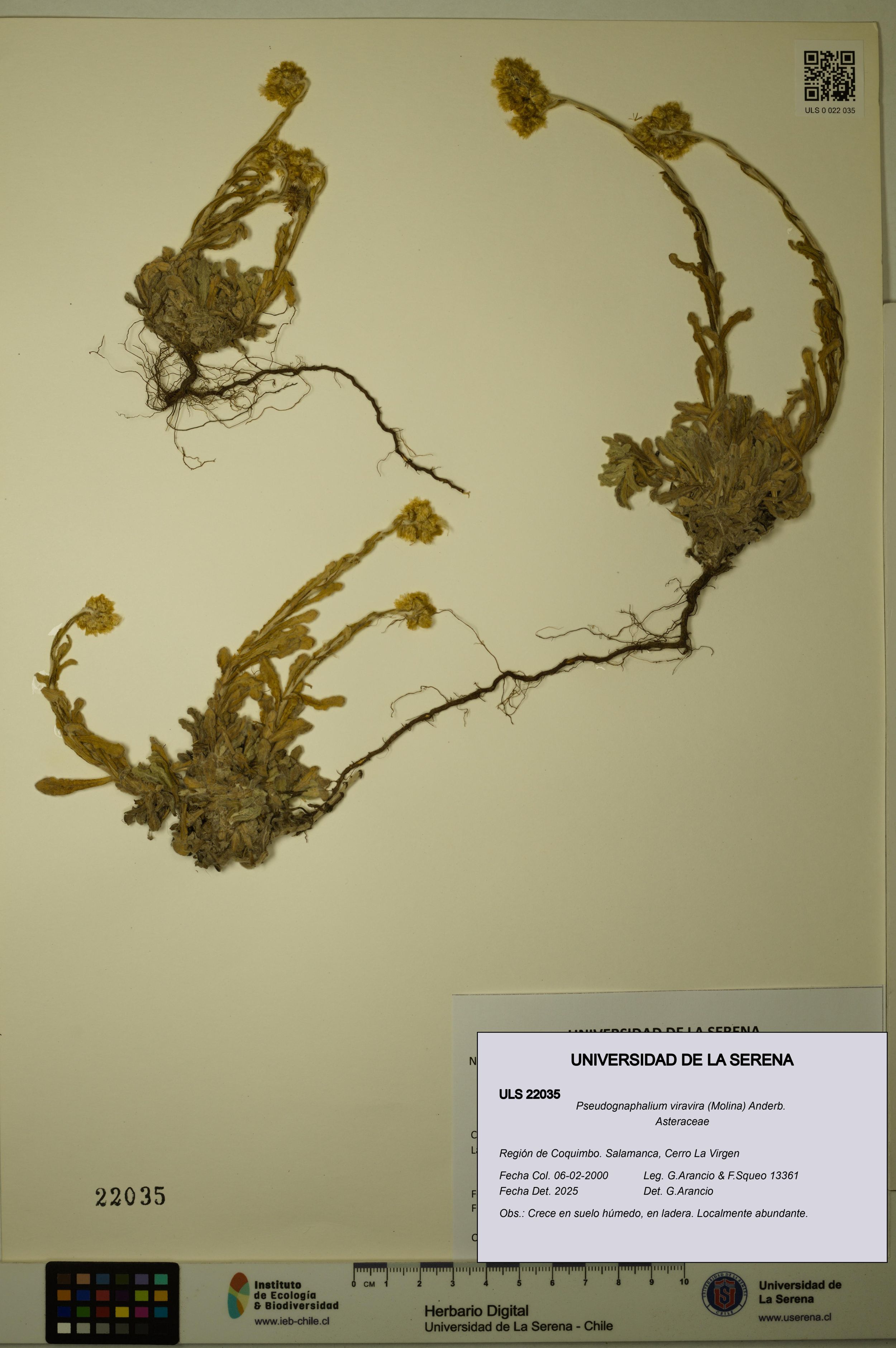 Pseudognaphalium viravira [Espécimen: ]