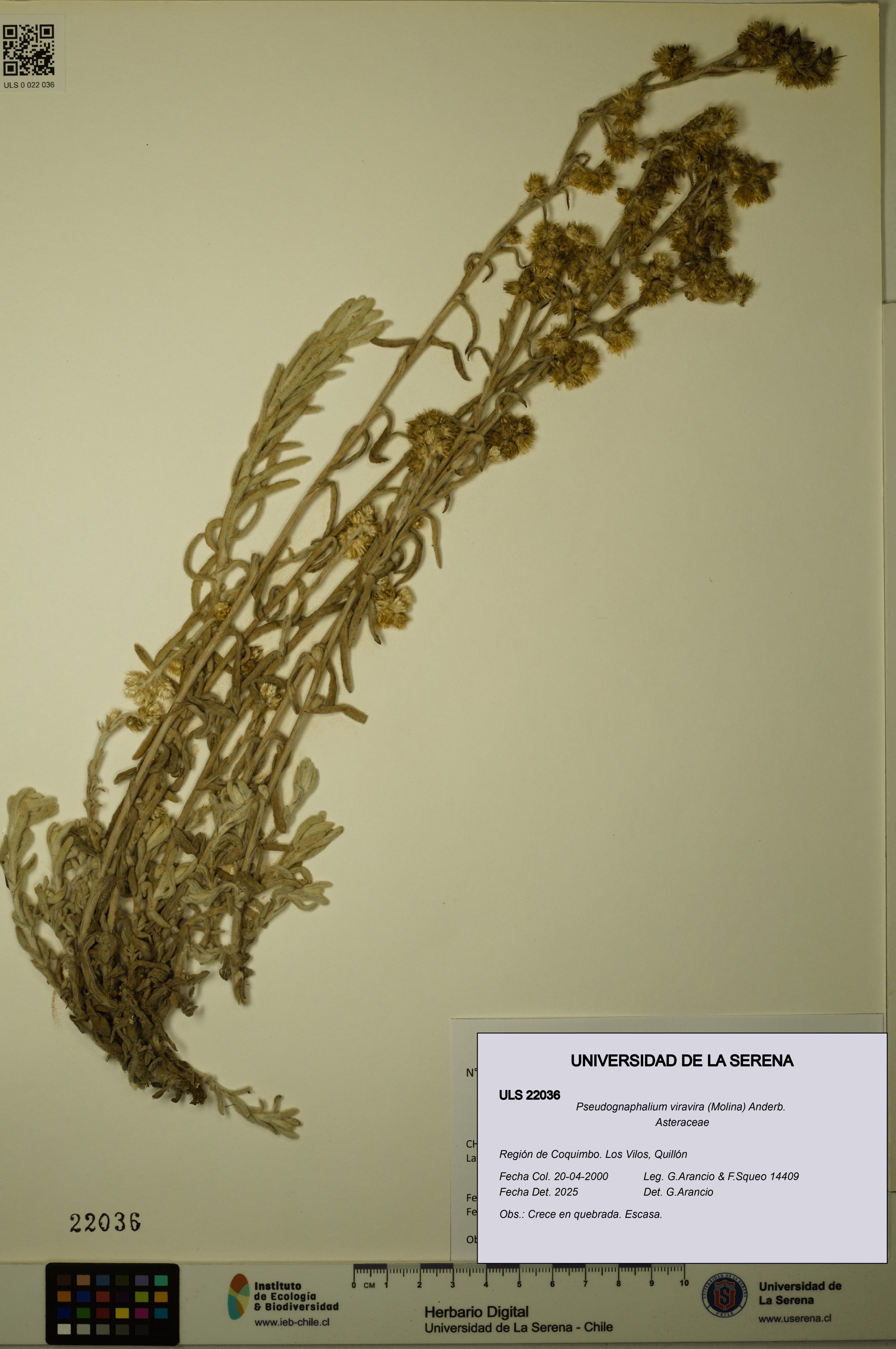 Pseudognaphalium viravira [Espécimen: ]