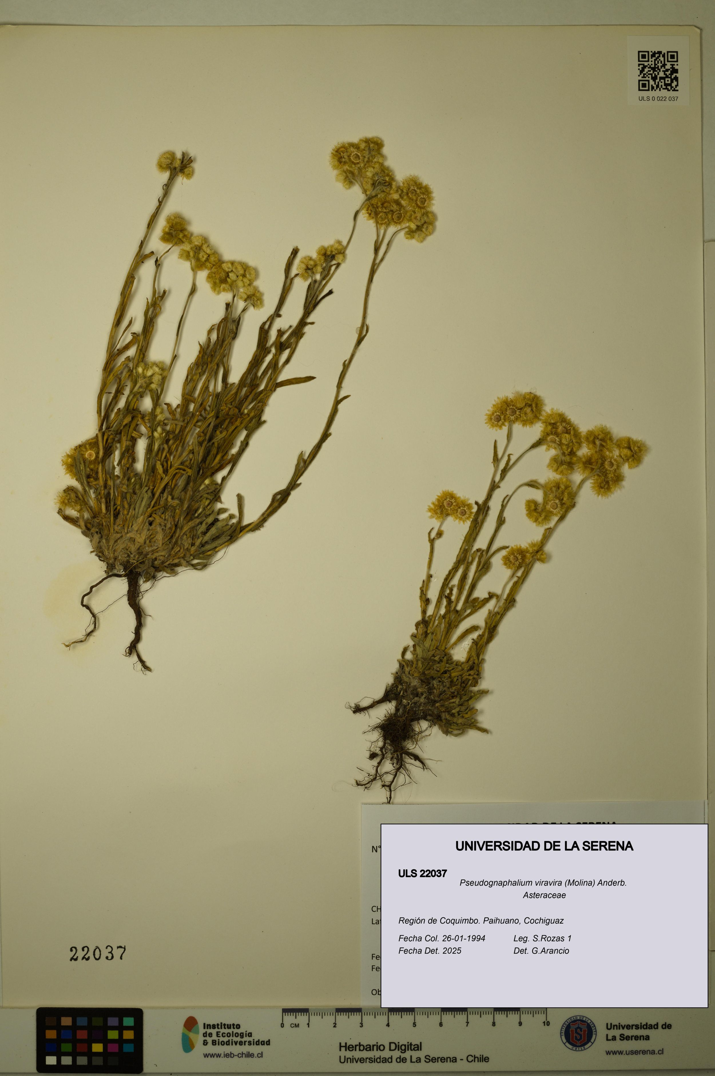 Pseudognaphalium viravira [Espécimen: ]