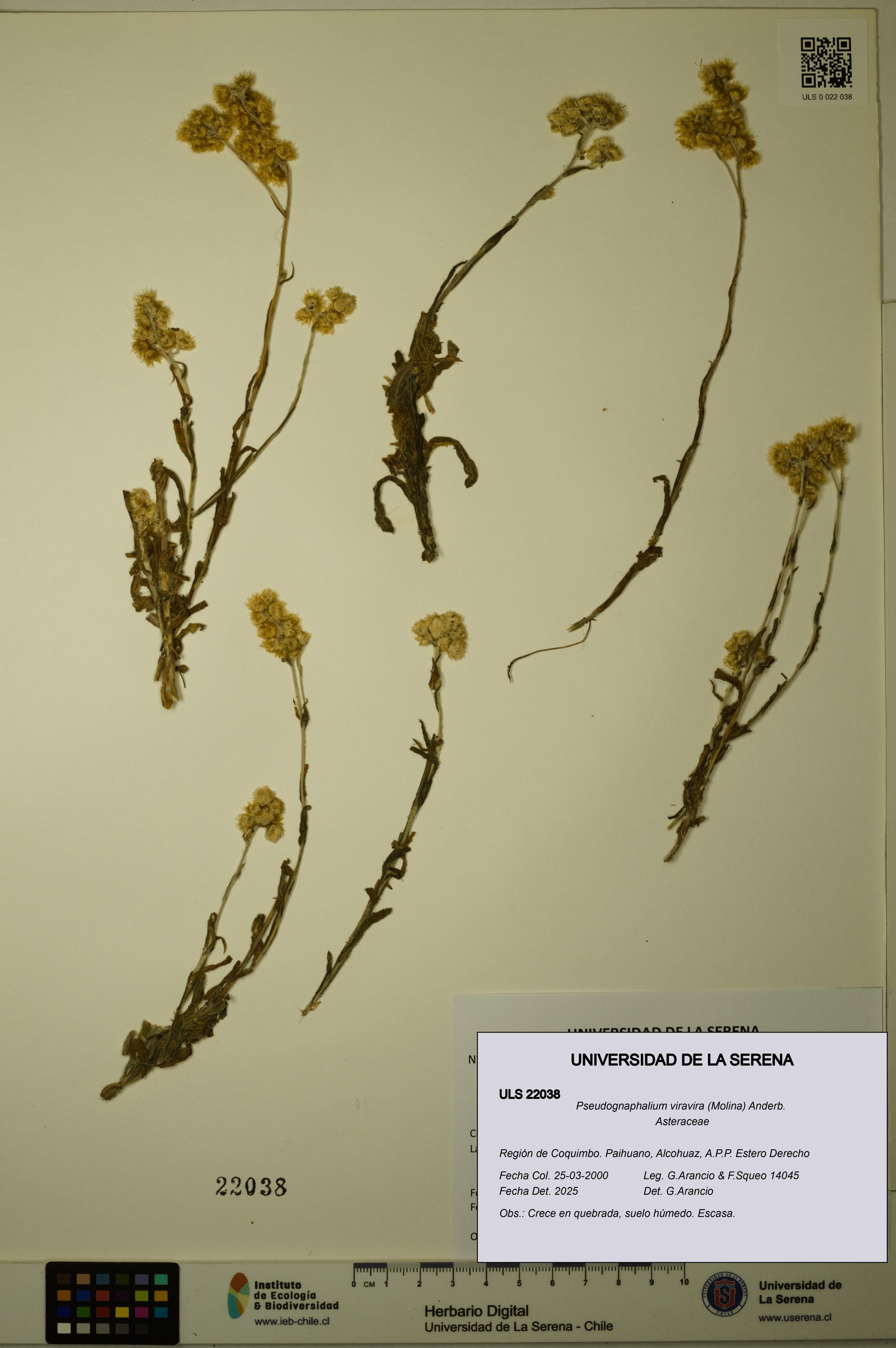 Pseudognaphalium viravira [Espécimen: ]