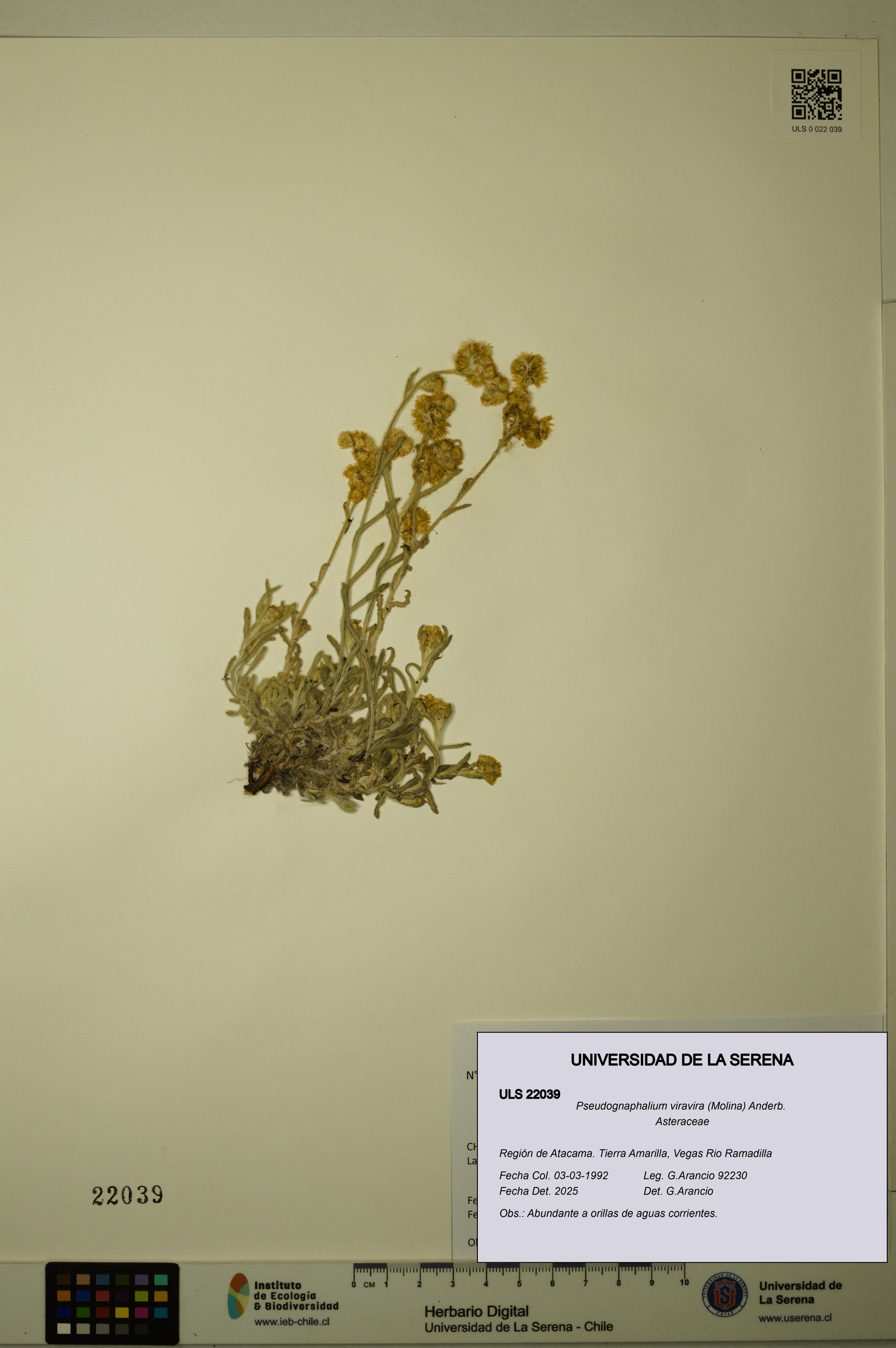 Pseudognaphalium viravira [Espécimen: ]