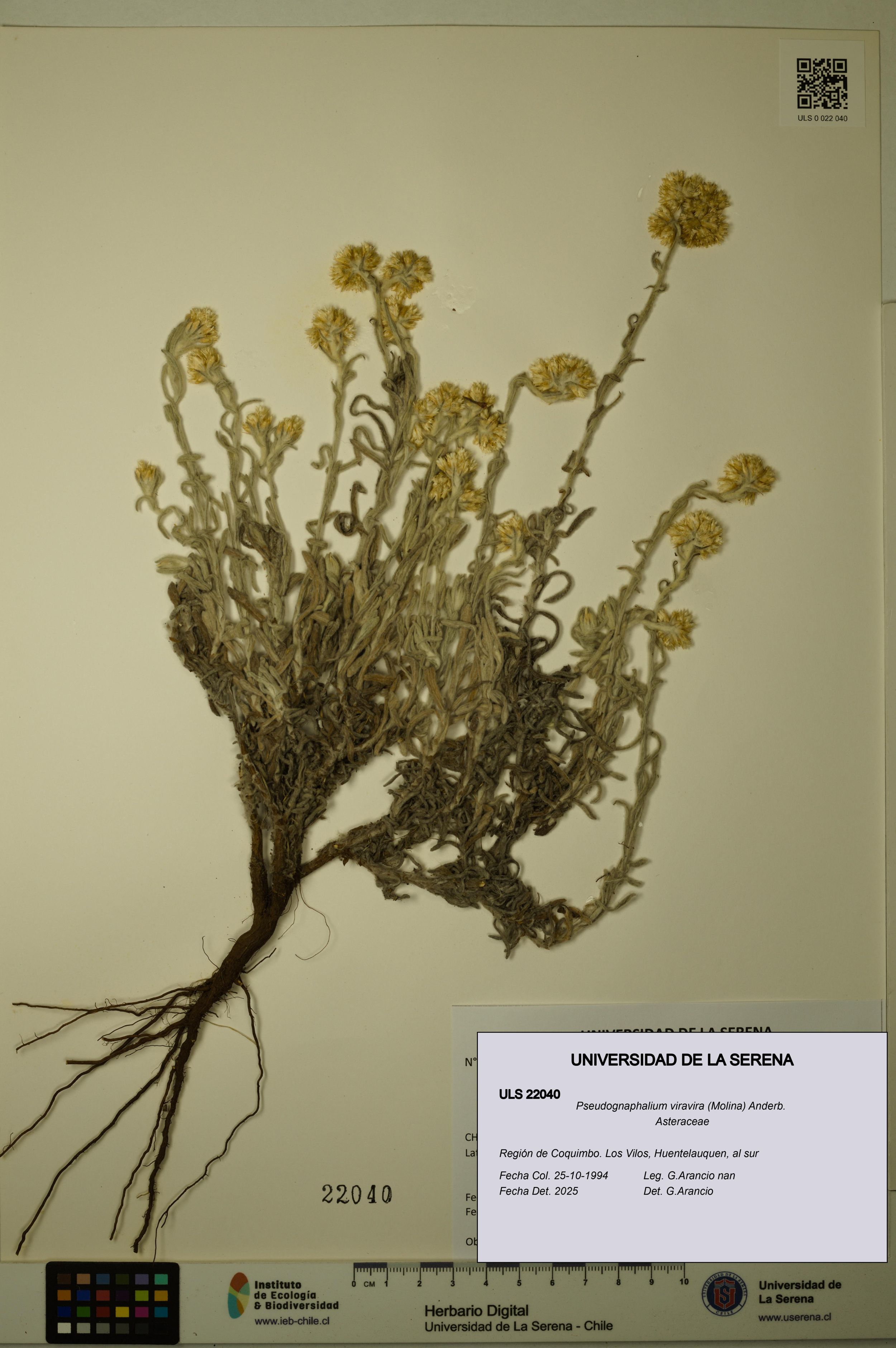 Pseudognaphalium viravira [Espécimen: ]
