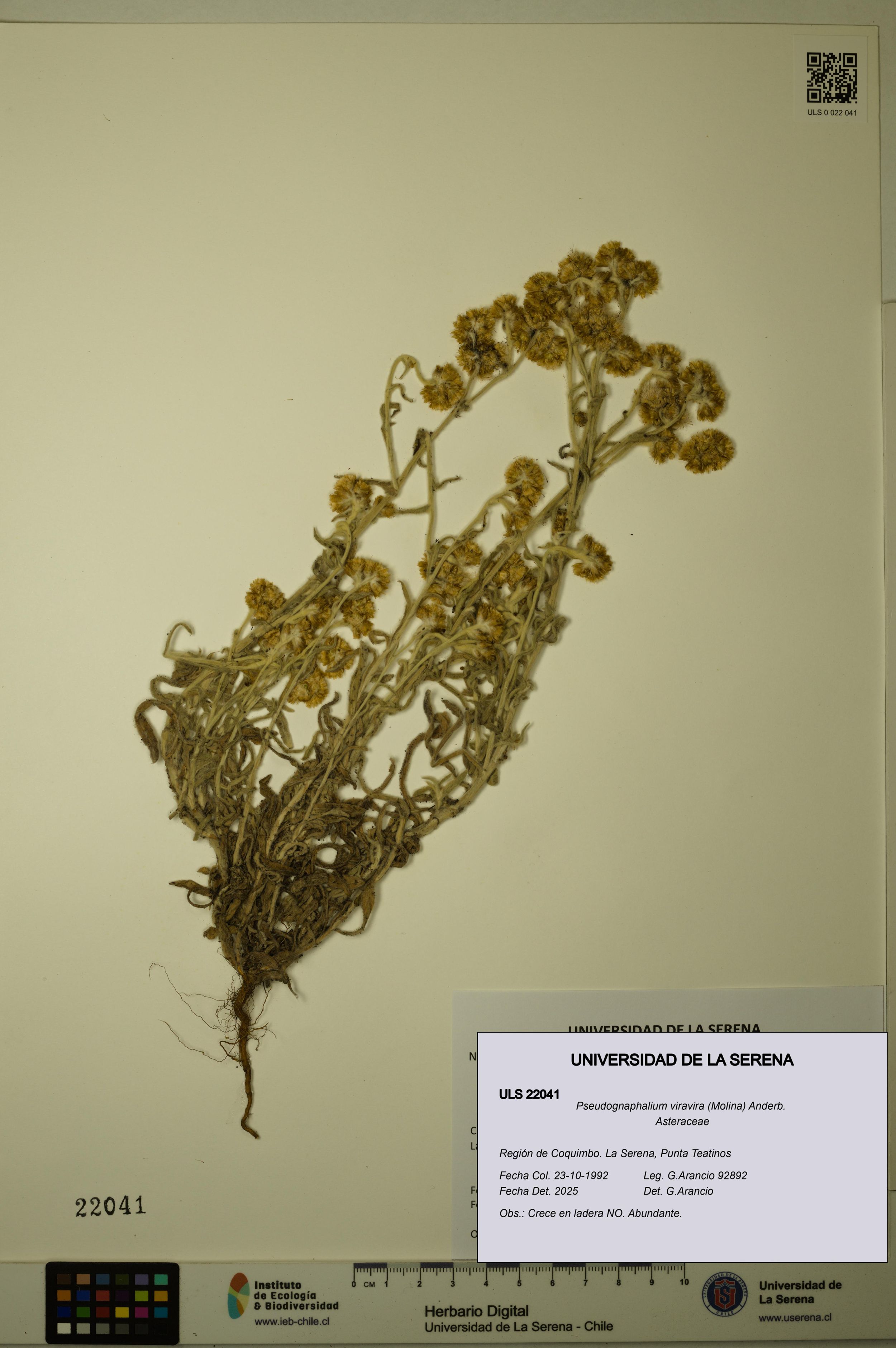 Pseudognaphalium viravira [Espécimen: ]