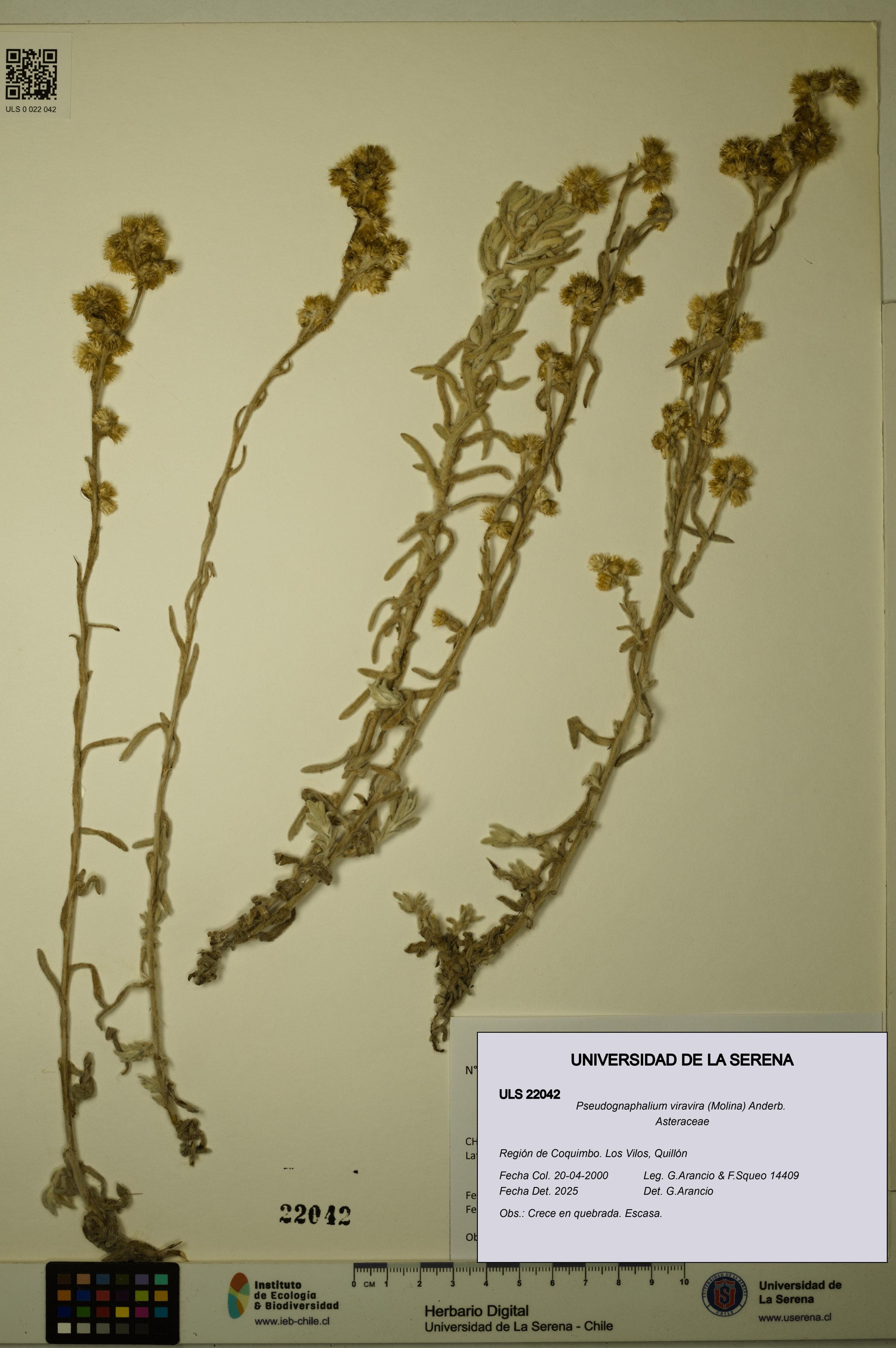 Pseudognaphalium viravira [Espécimen: ]