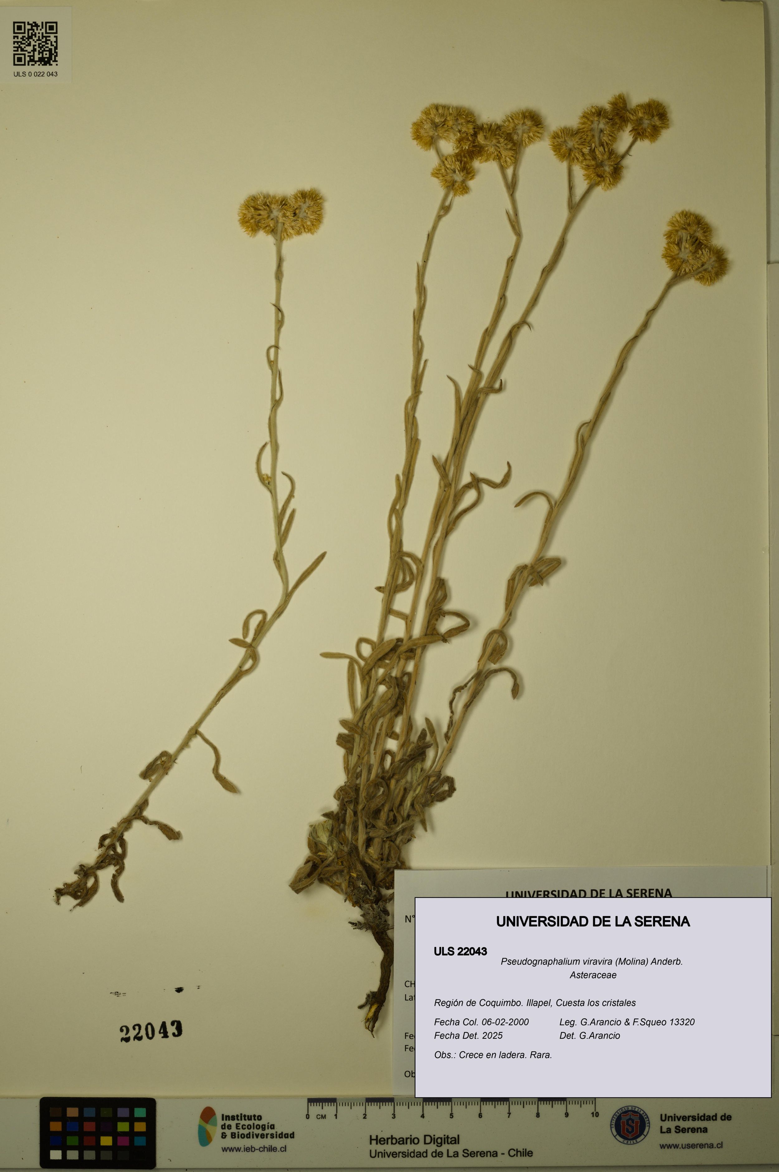 Pseudognaphalium viravira [Espécimen: ]