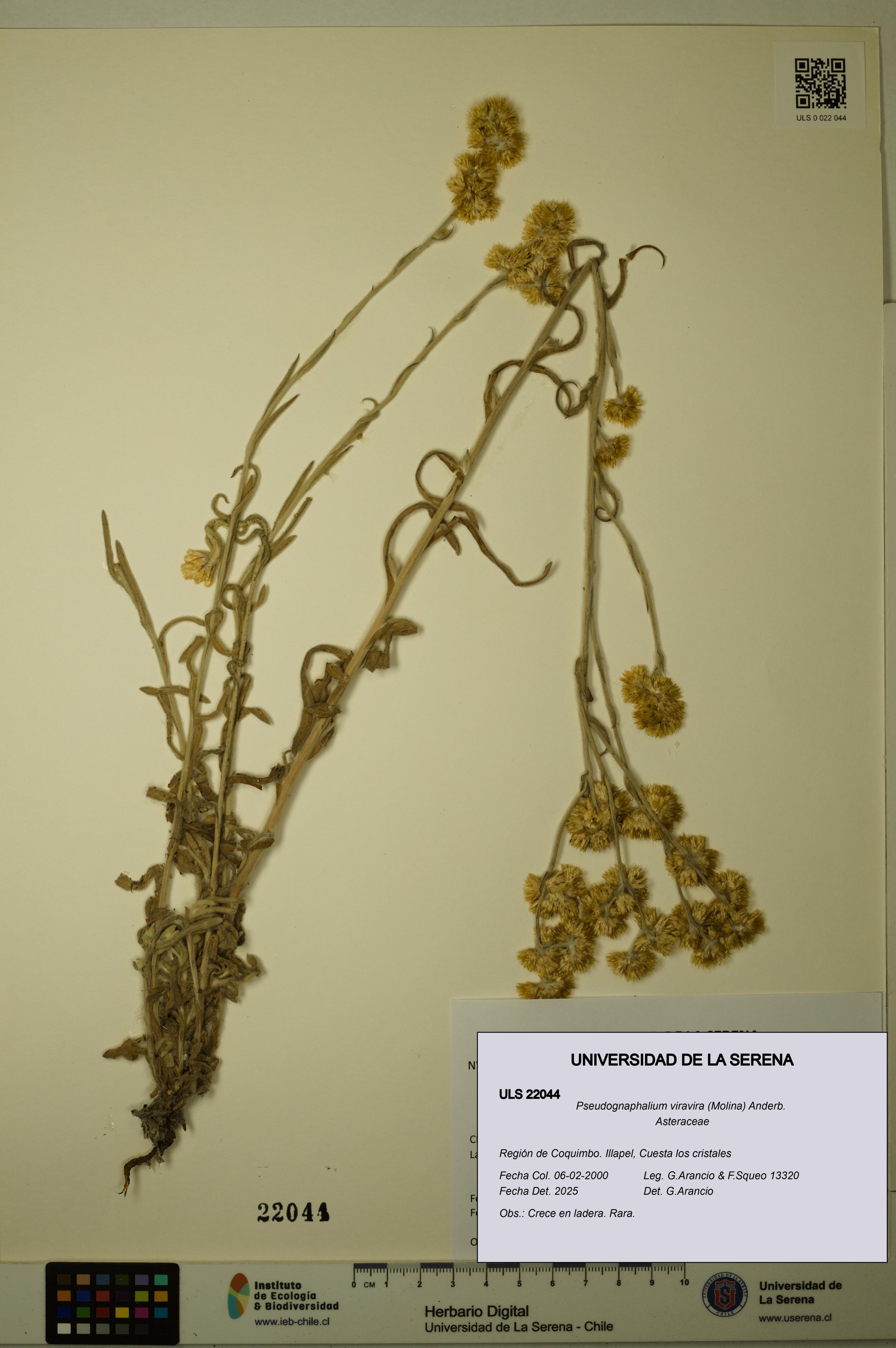 Pseudognaphalium viravira [Espécimen: ]