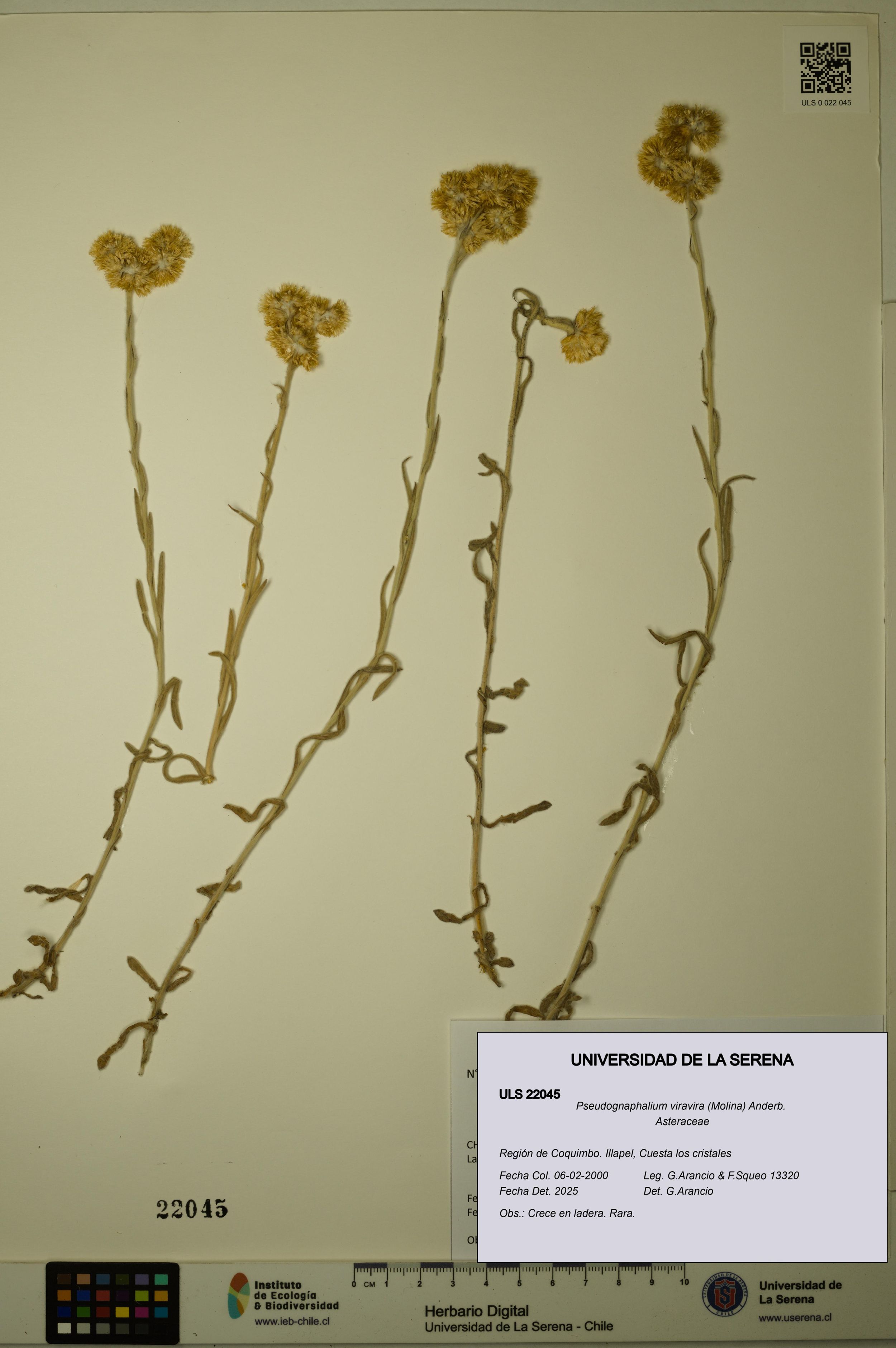 Pseudognaphalium viravira [Espécimen: ]
