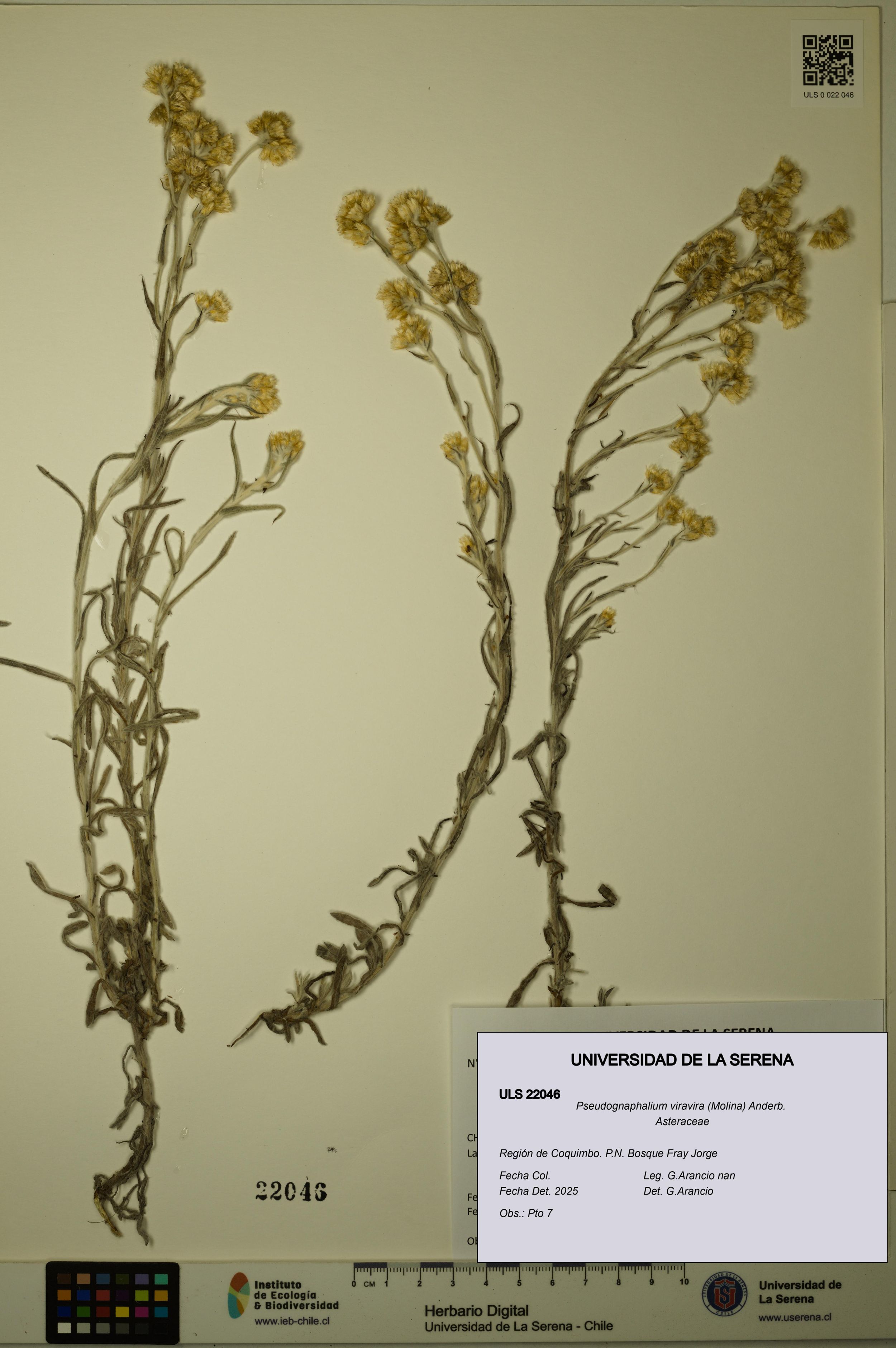 Pseudognaphalium viravira [Espécimen: ]