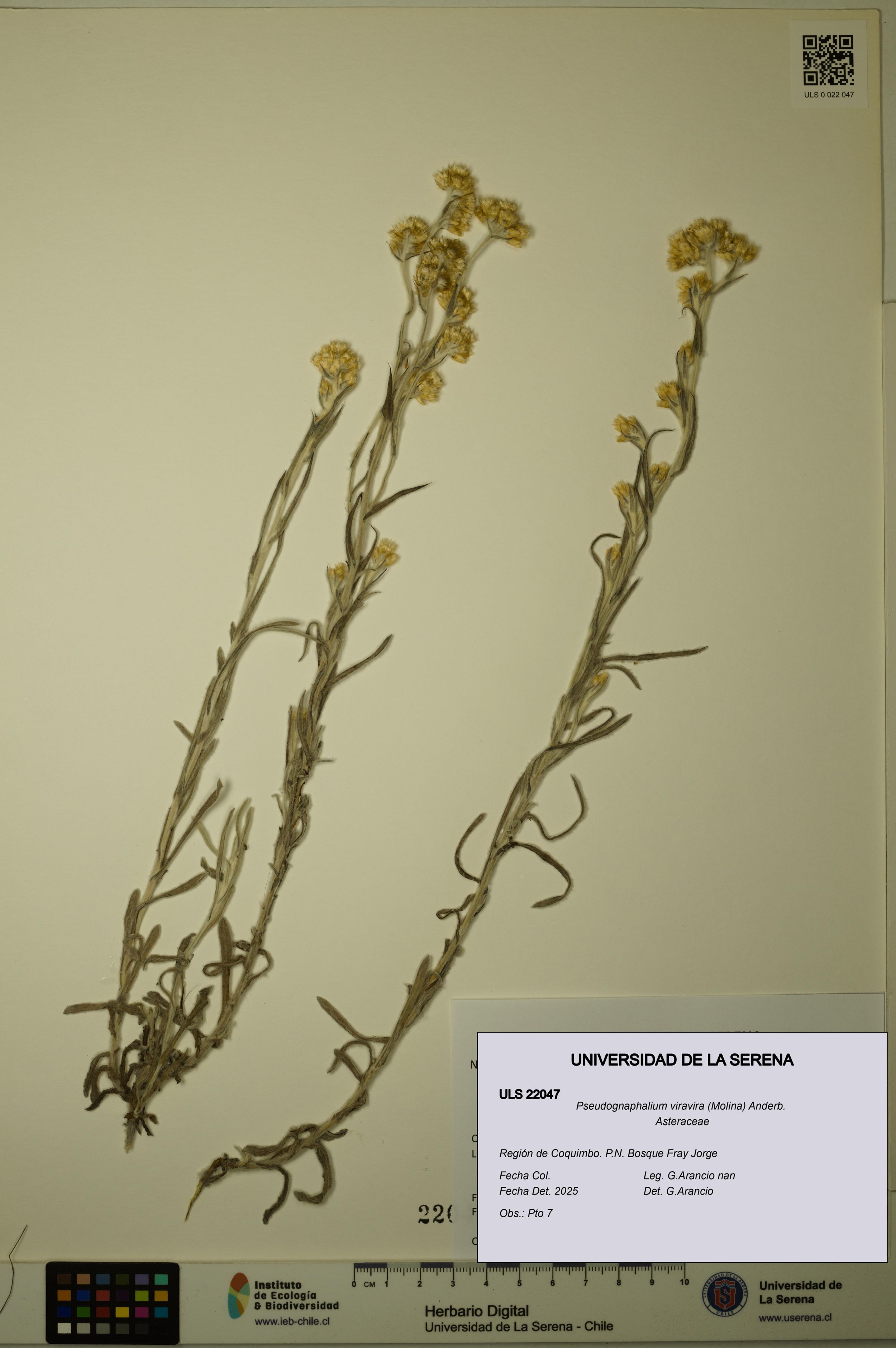 Pseudognaphalium viravira [Espécimen: ]