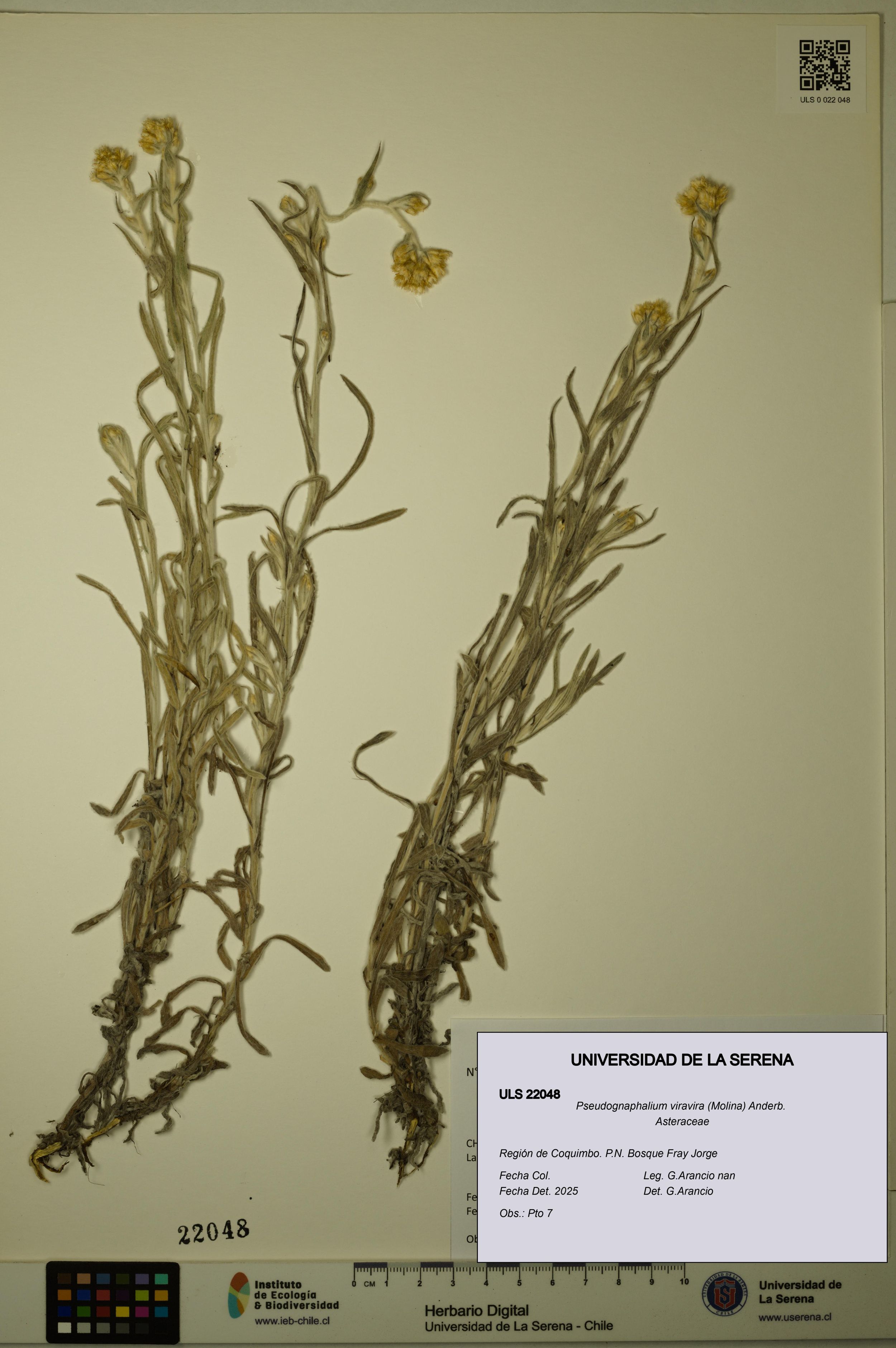 Pseudognaphalium viravira [Espécimen: ]
