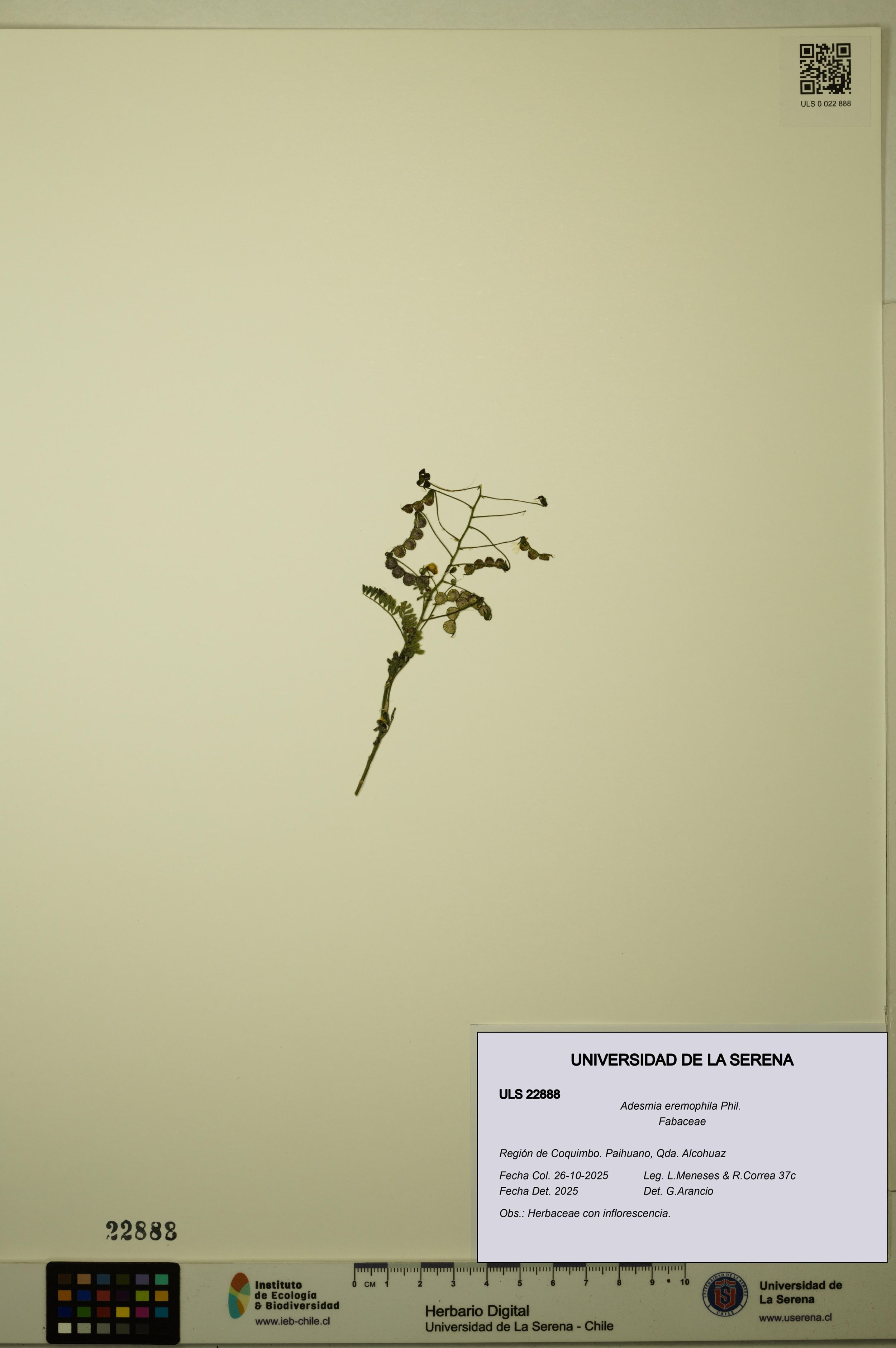 Adesmia eremophila [Espécimen: ]