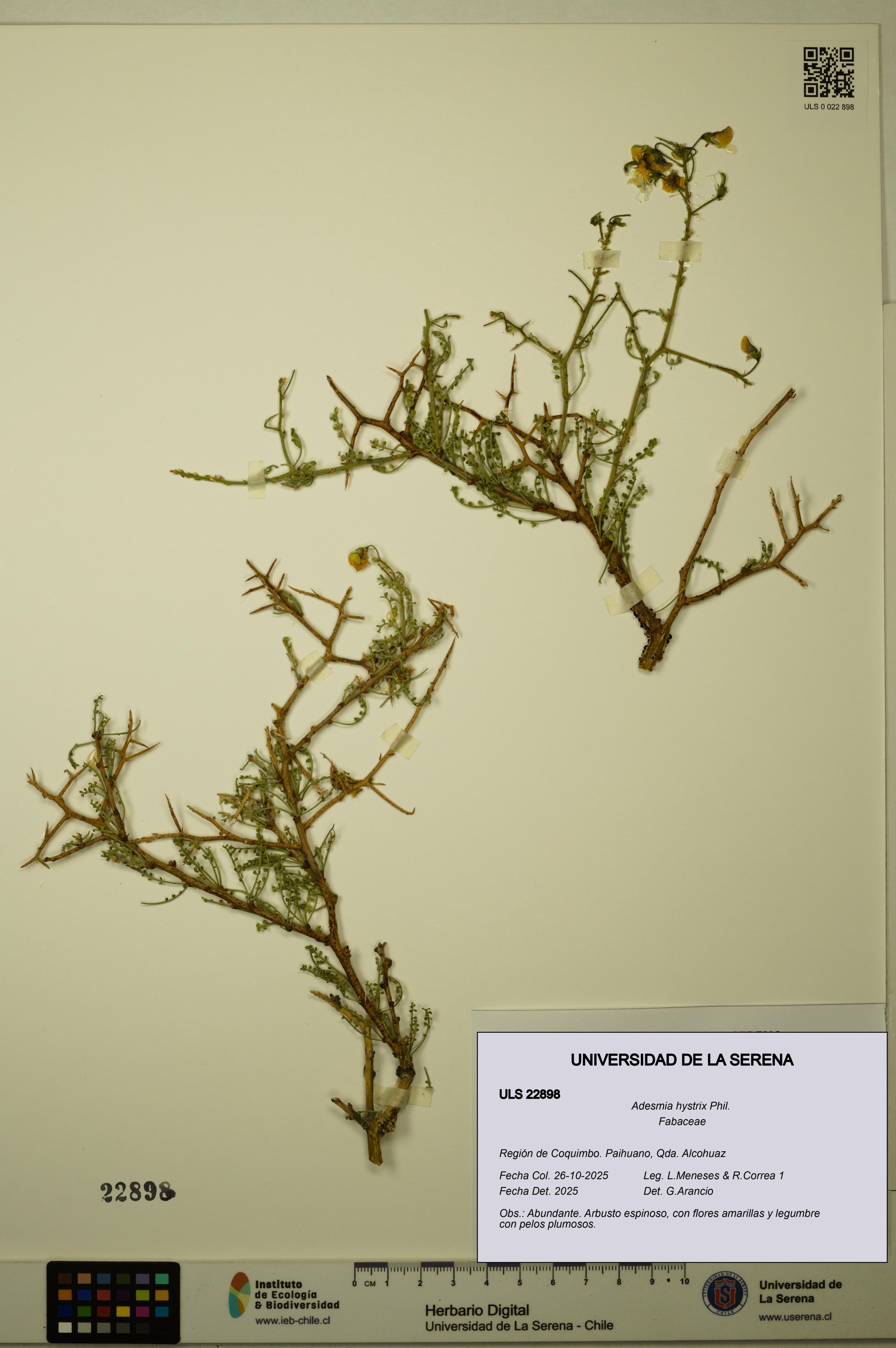 Adesmia hystrix [Espécimen: ]