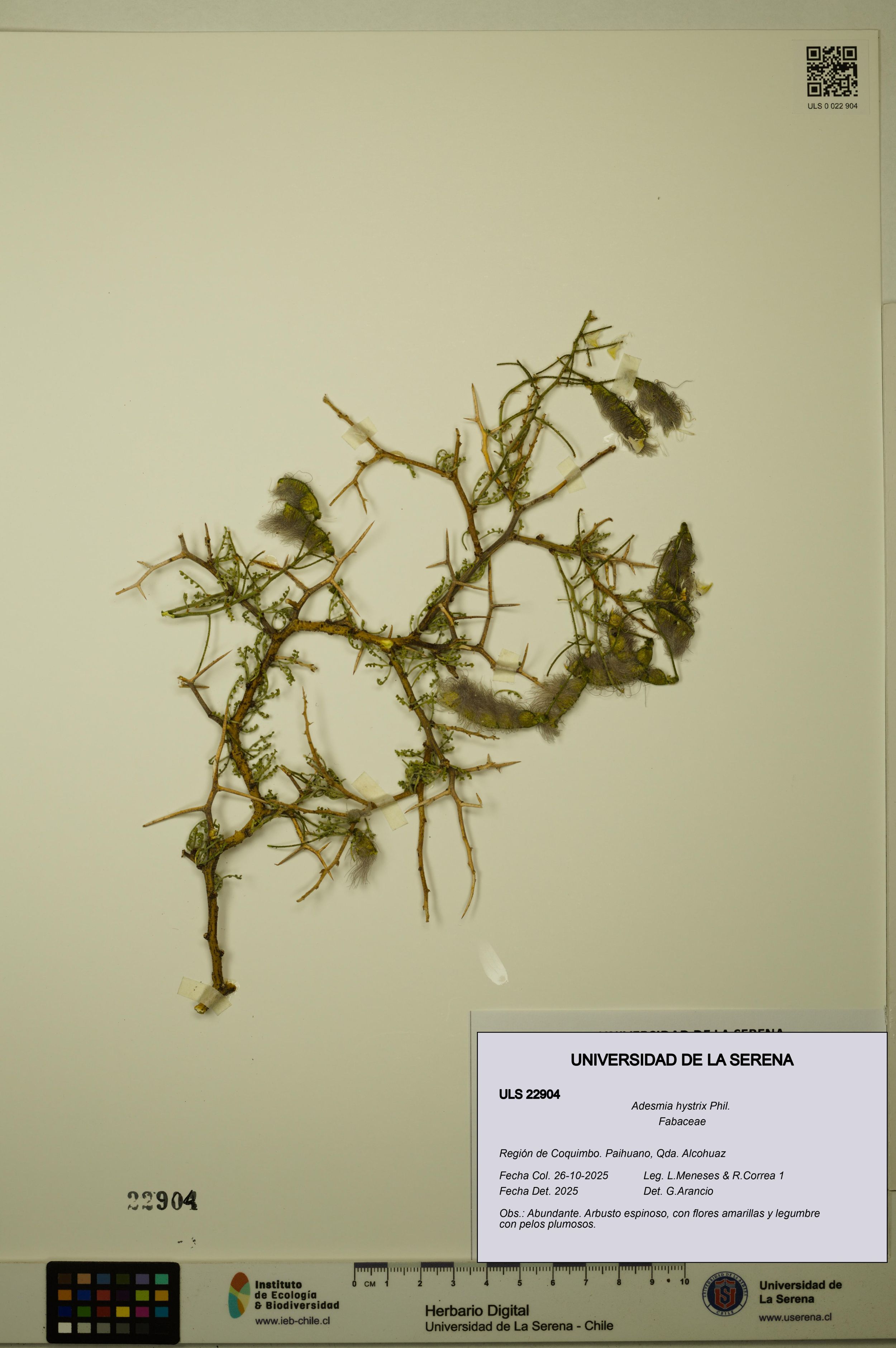 Adesmia hystrix [Espécimen: ]