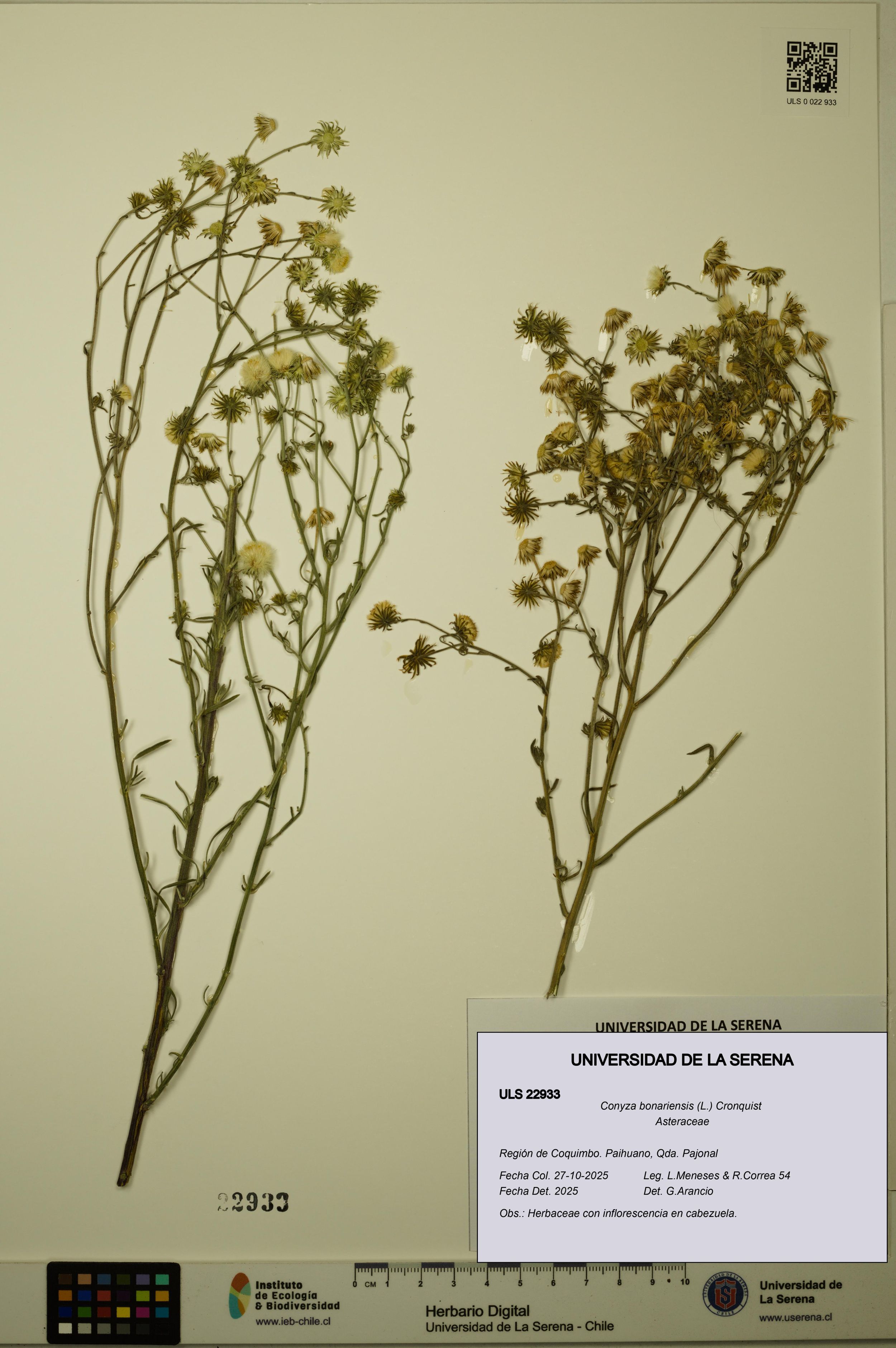 Conyza bonariensis [Espécimen: ]