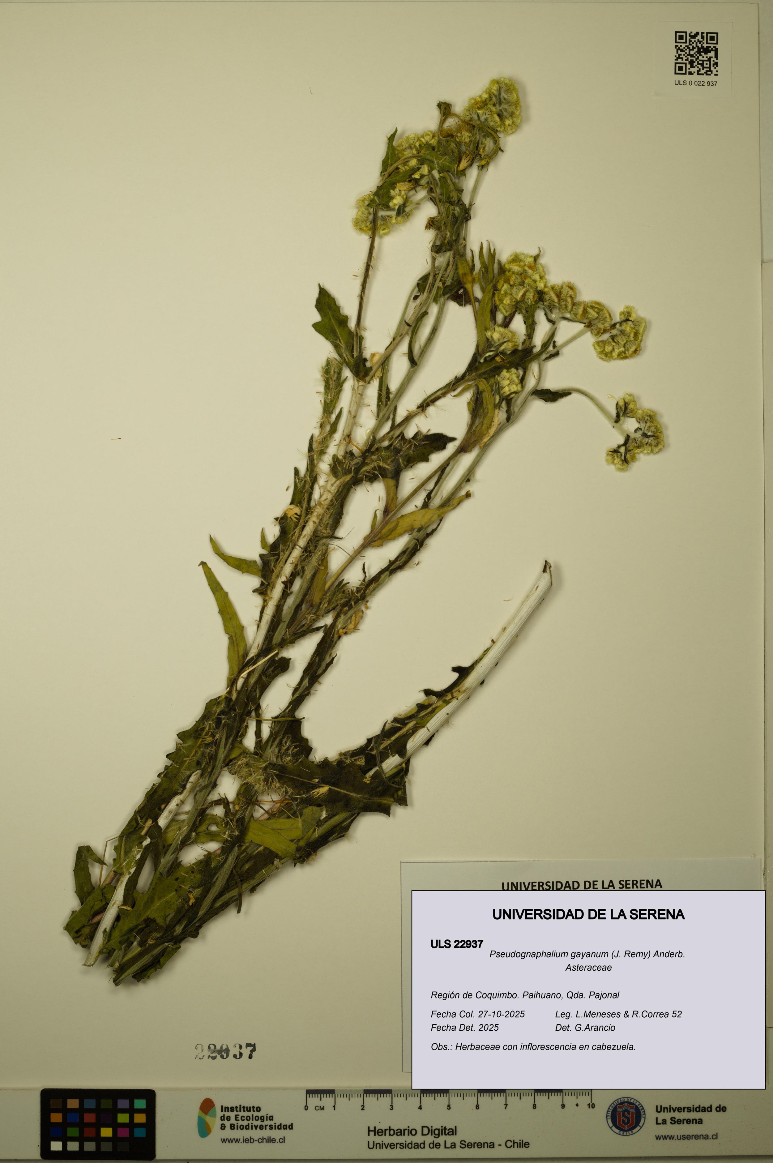 Pseudognaphalium gayanum [Espécimen: ]