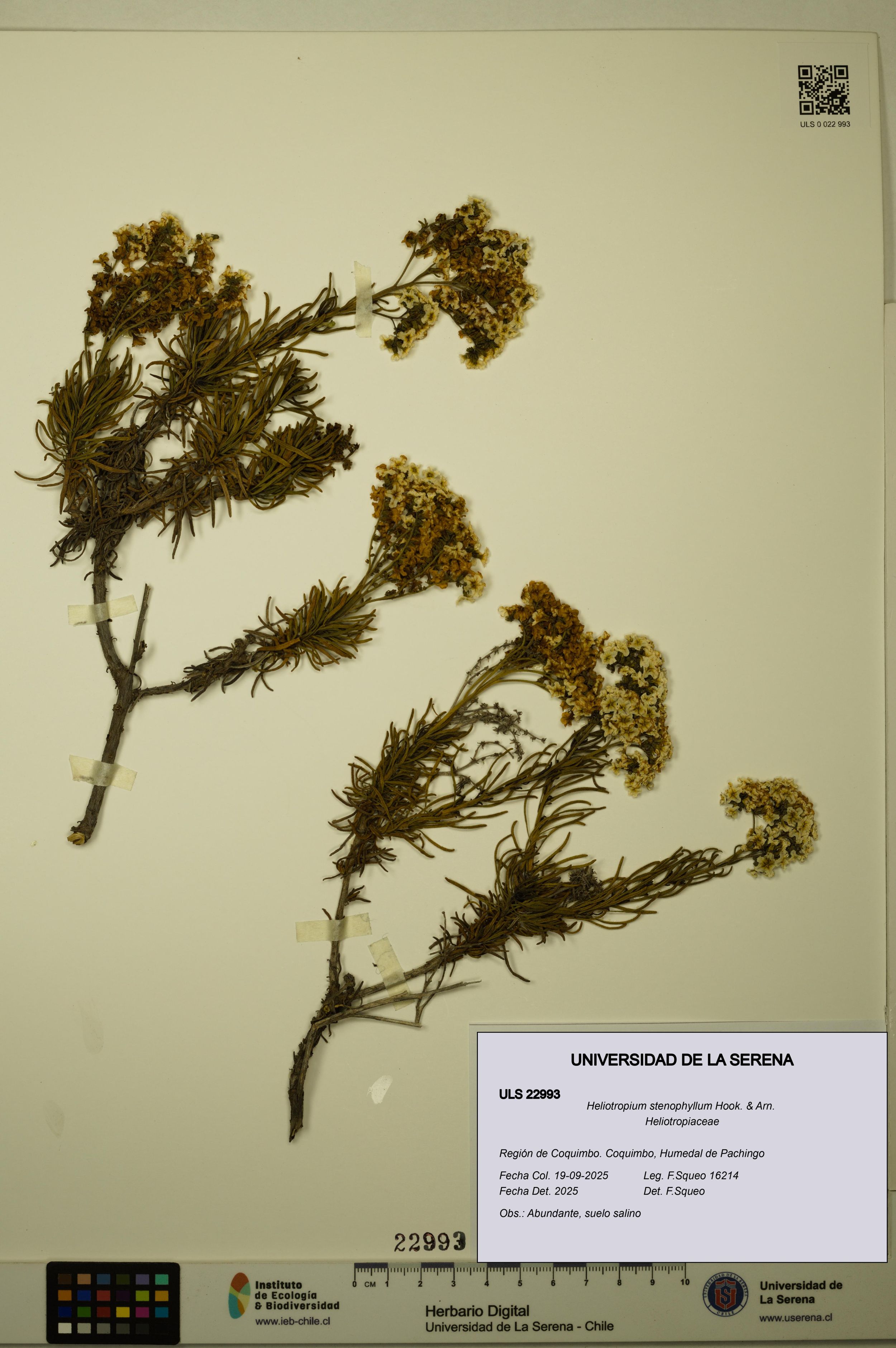 Heliotropium stenophyllum [Espécimen: ]
