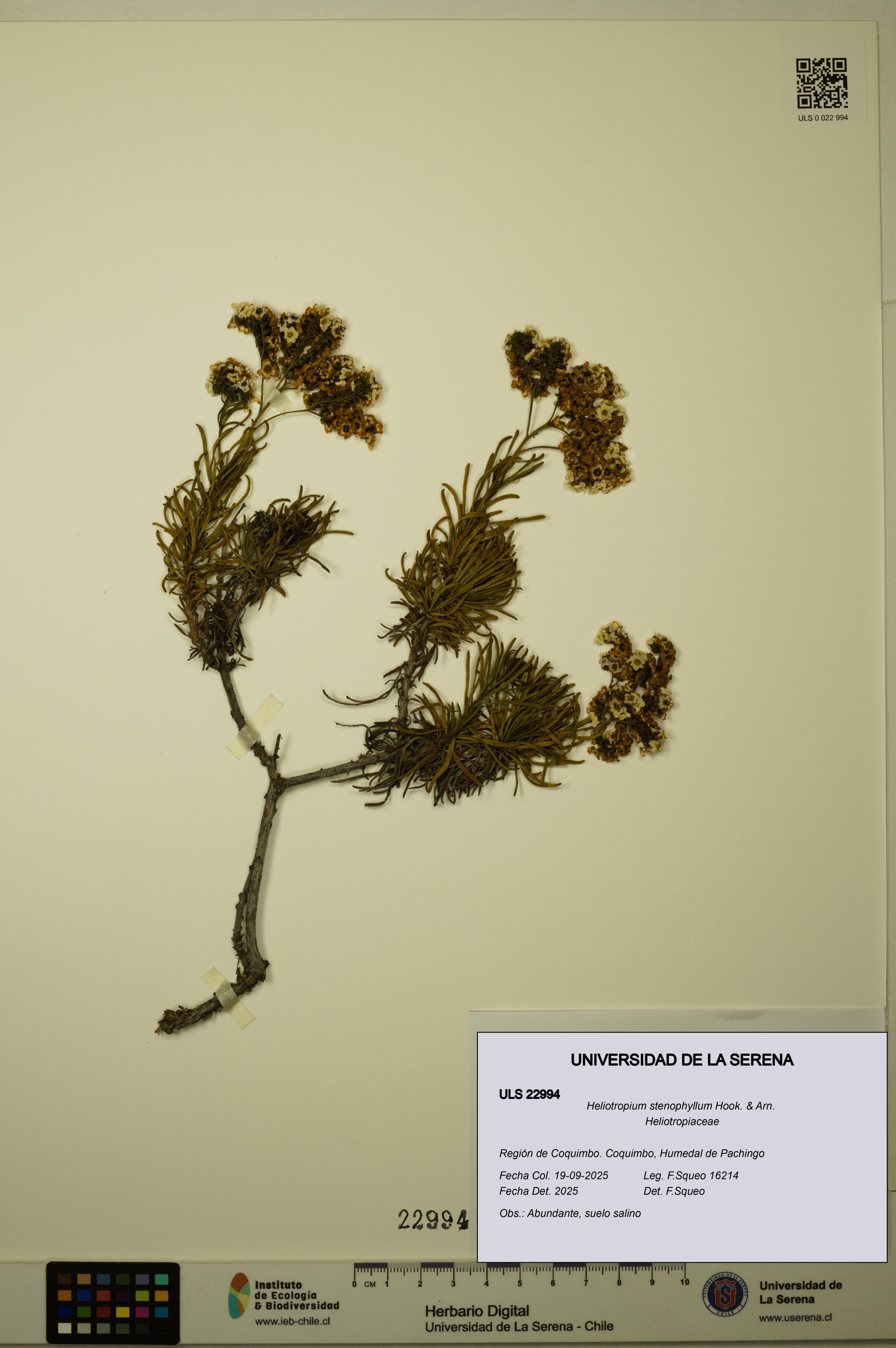 Heliotropium stenophyllum [Espécimen: ]