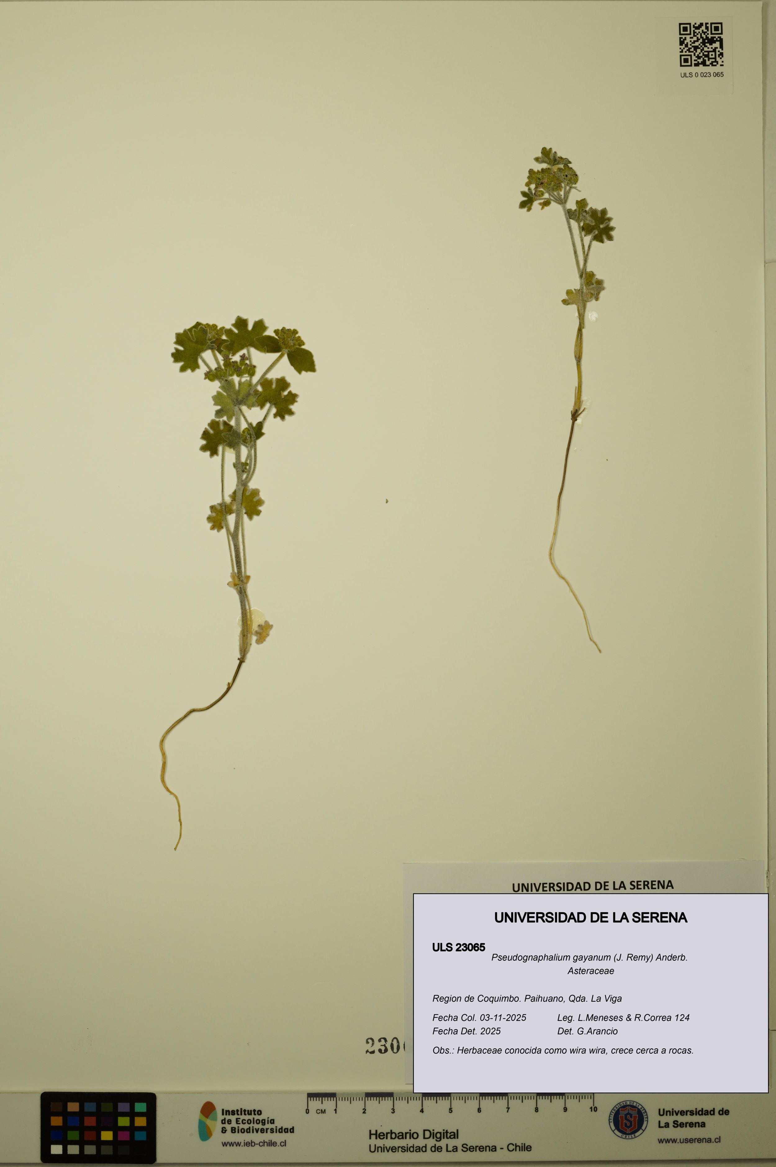 Pseudognaphalium gayanum [Espécimen: ]