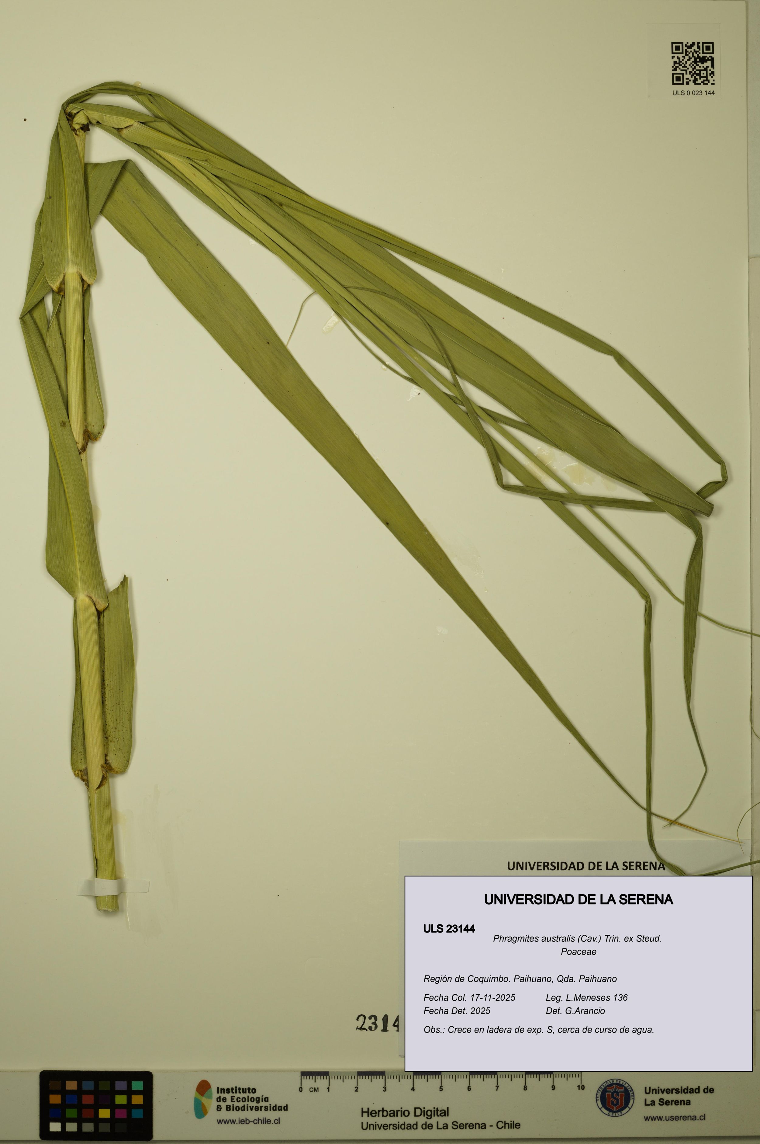 Phragmites australis [Espécimen: ]