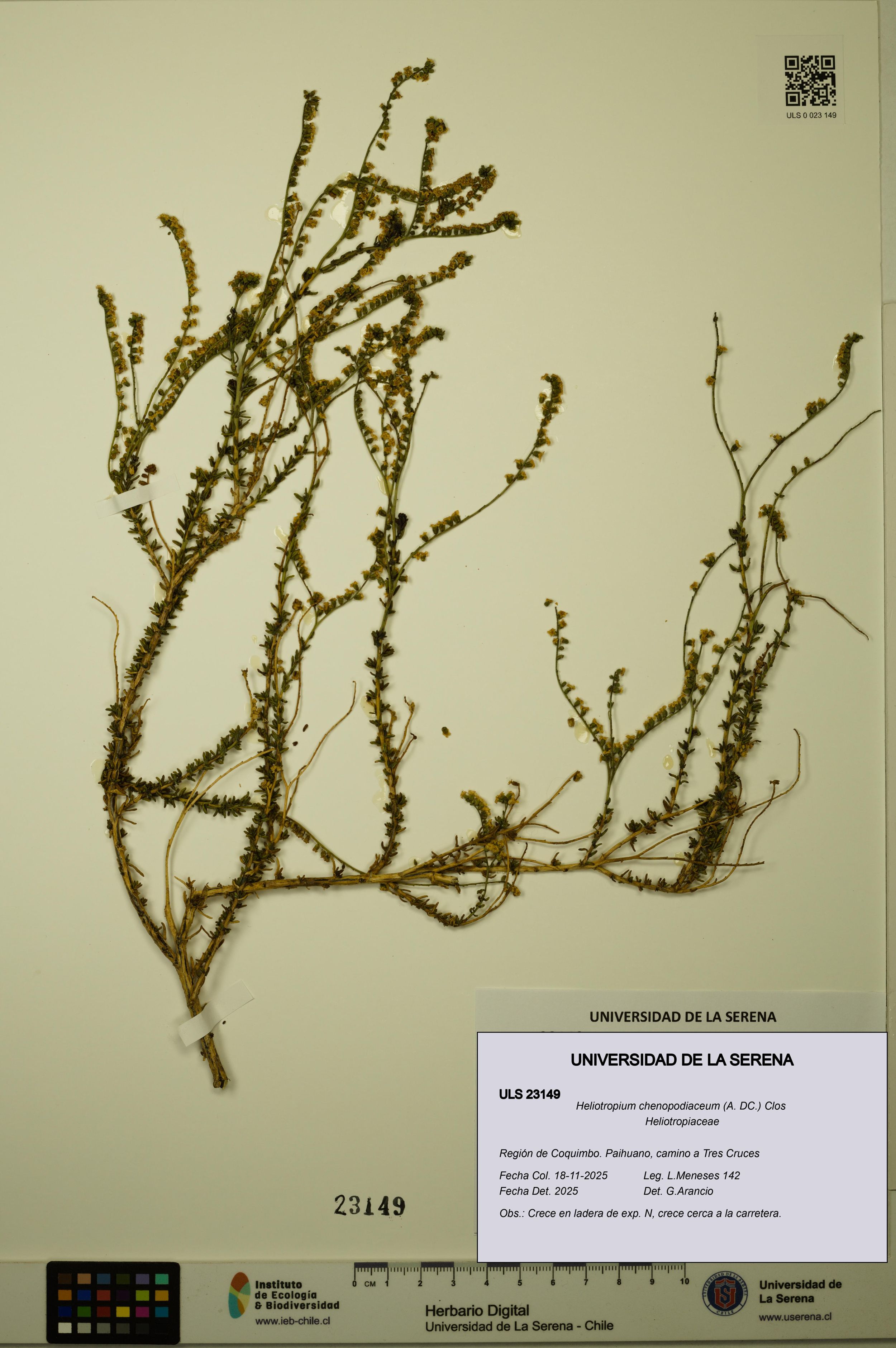 Heliotropium chenopodiaceum [Espécimen: ]