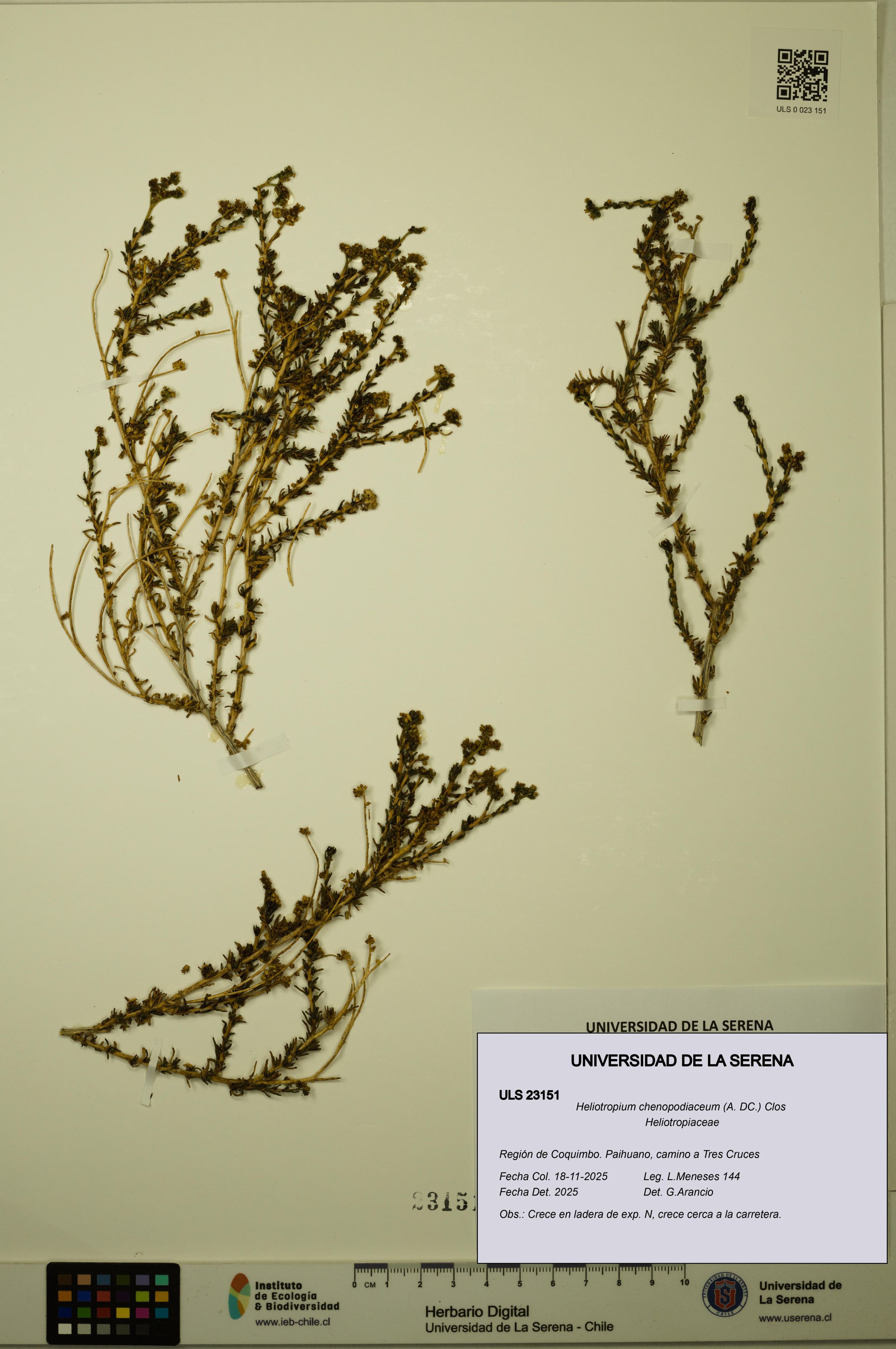 Heliotropium chenopodiaceum [Espécimen: ]