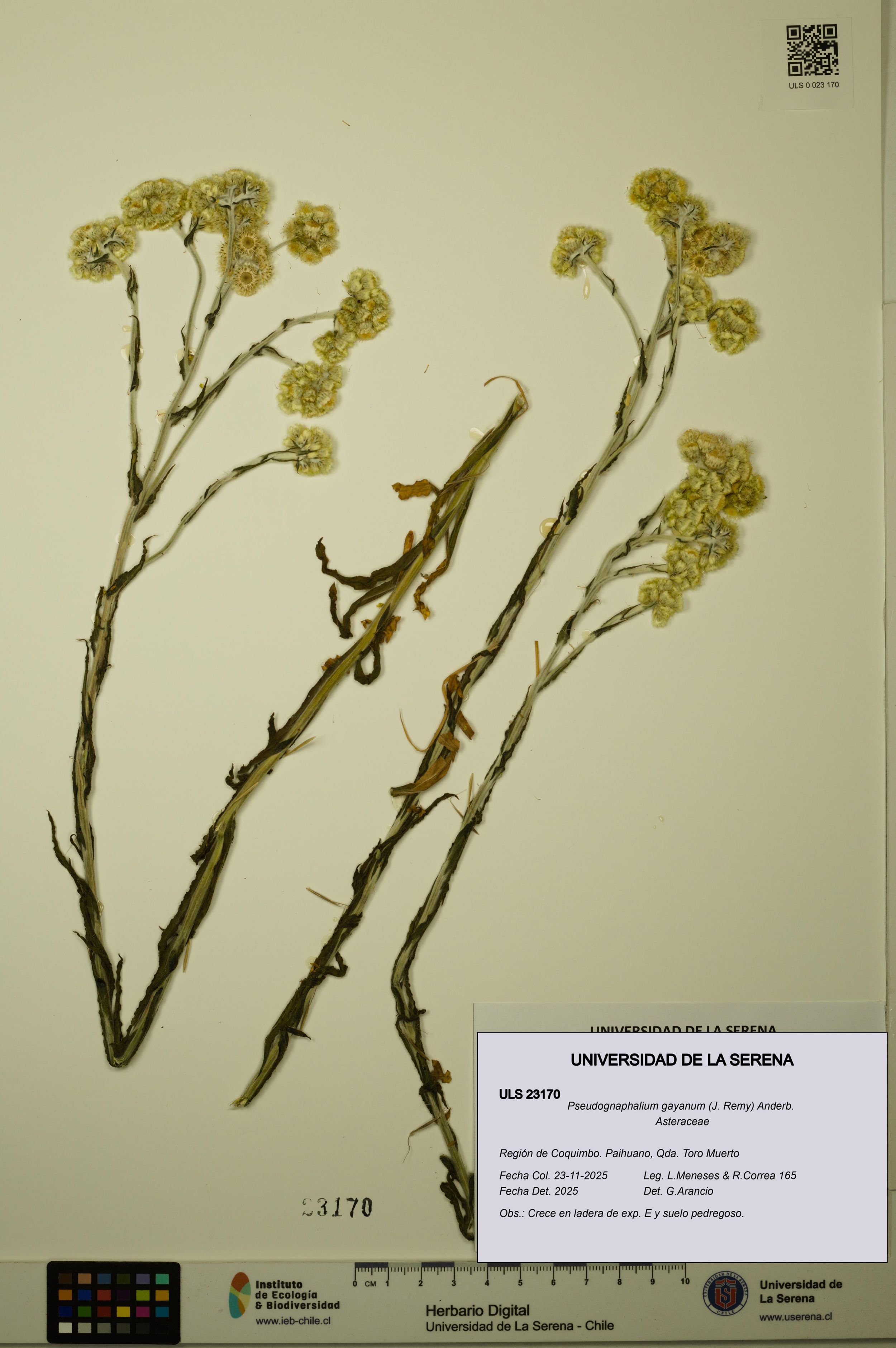 Pseudognaphalium gayanum [Espécimen: ]