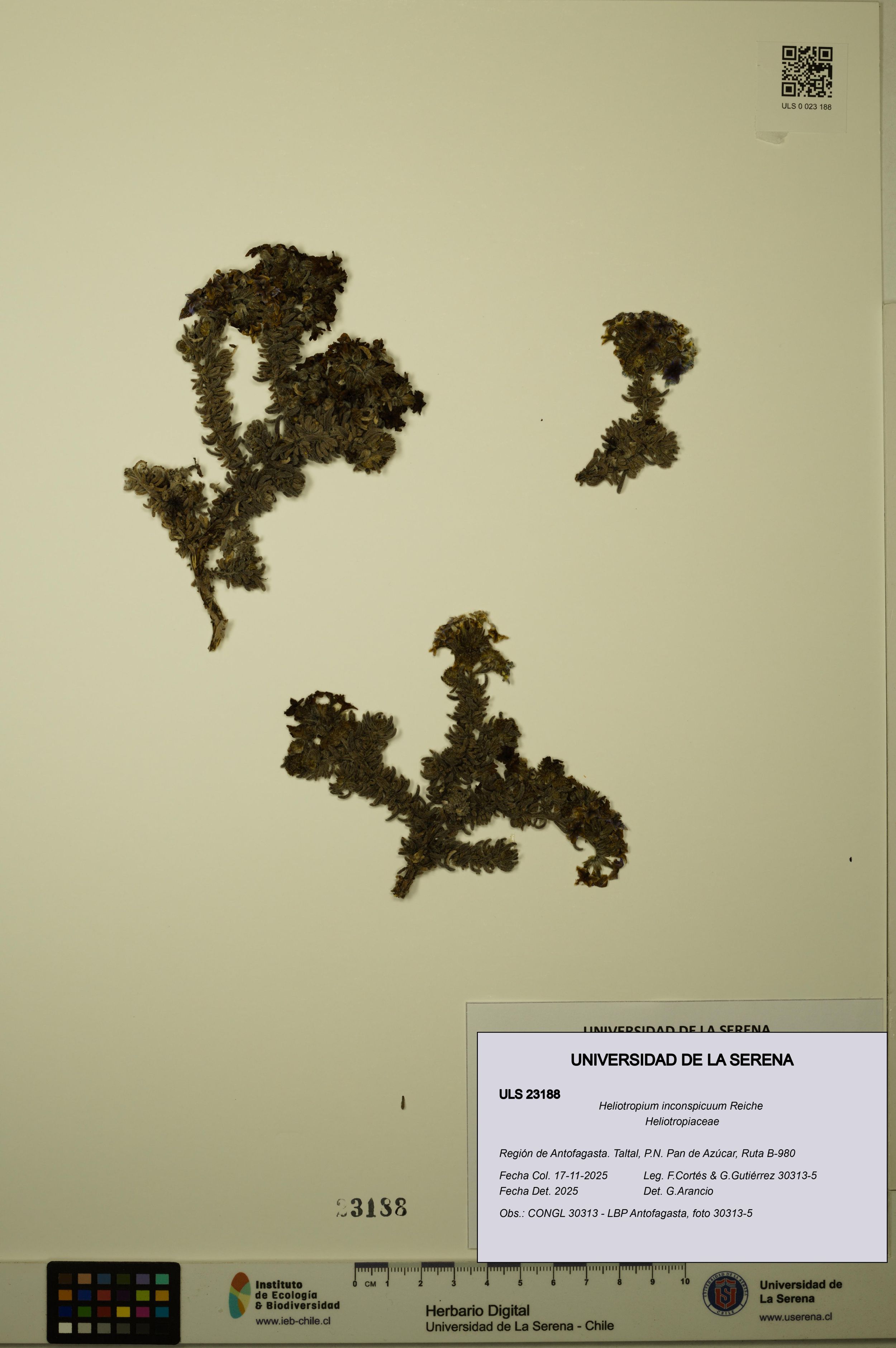 Heliotropium inconspicuum [Espécimen: ]