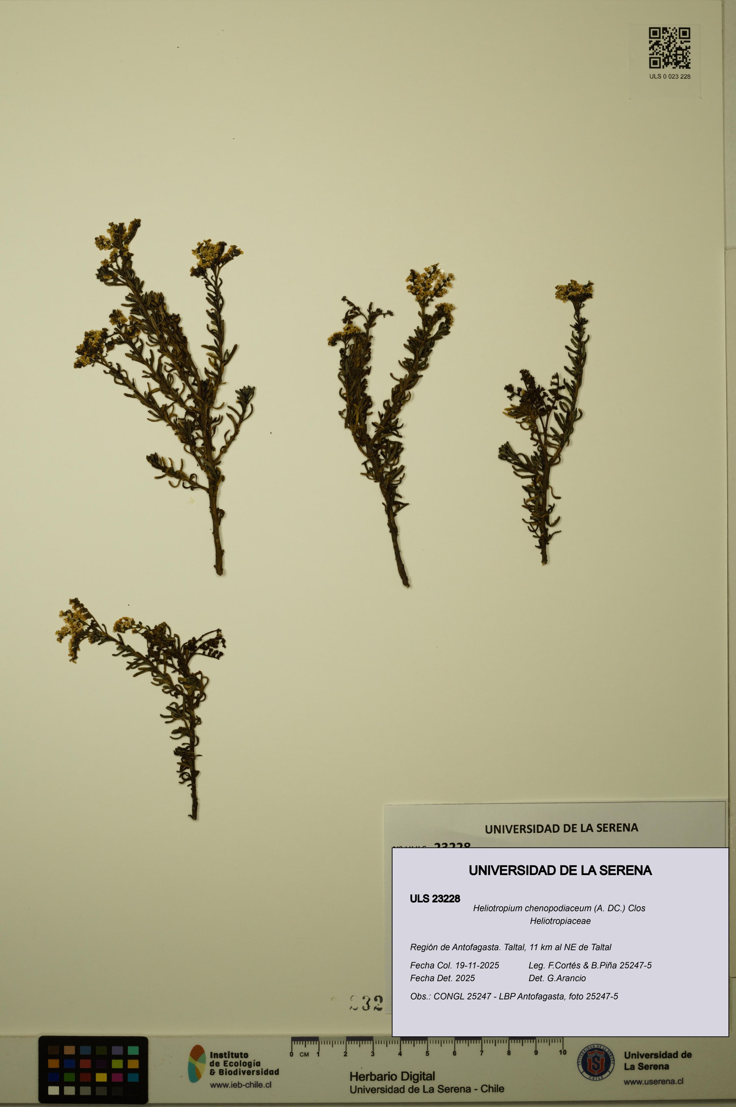 Heliotropium chenopodiaceum [Espécimen: ]