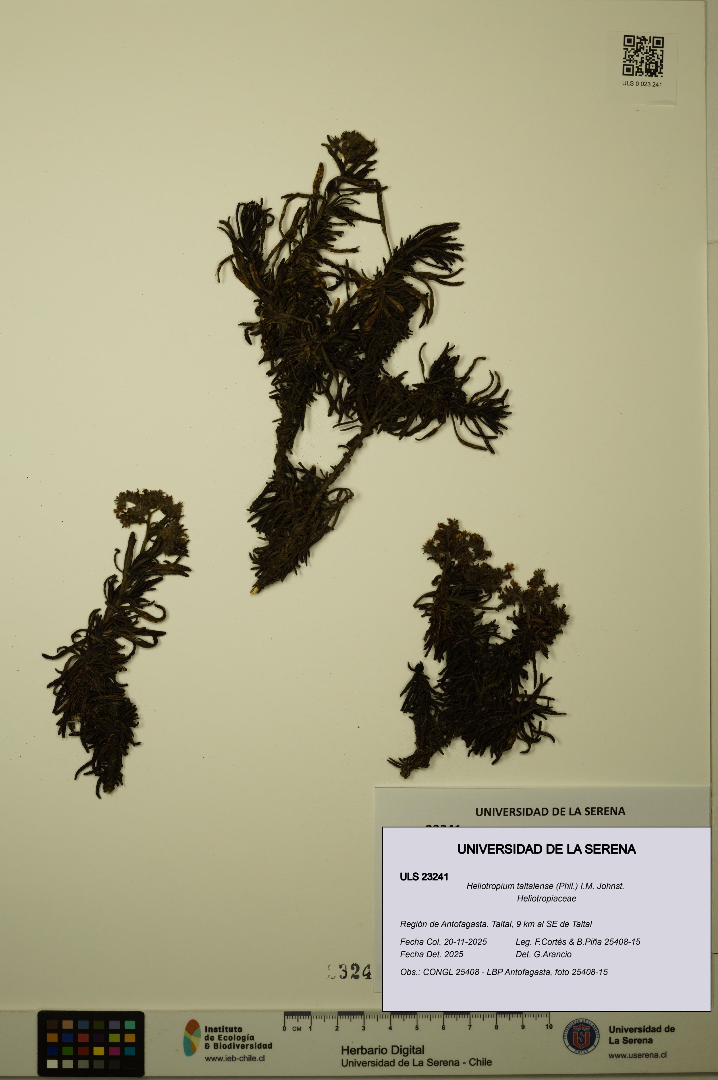 Heliotropium taltalense [Espécimen: ]