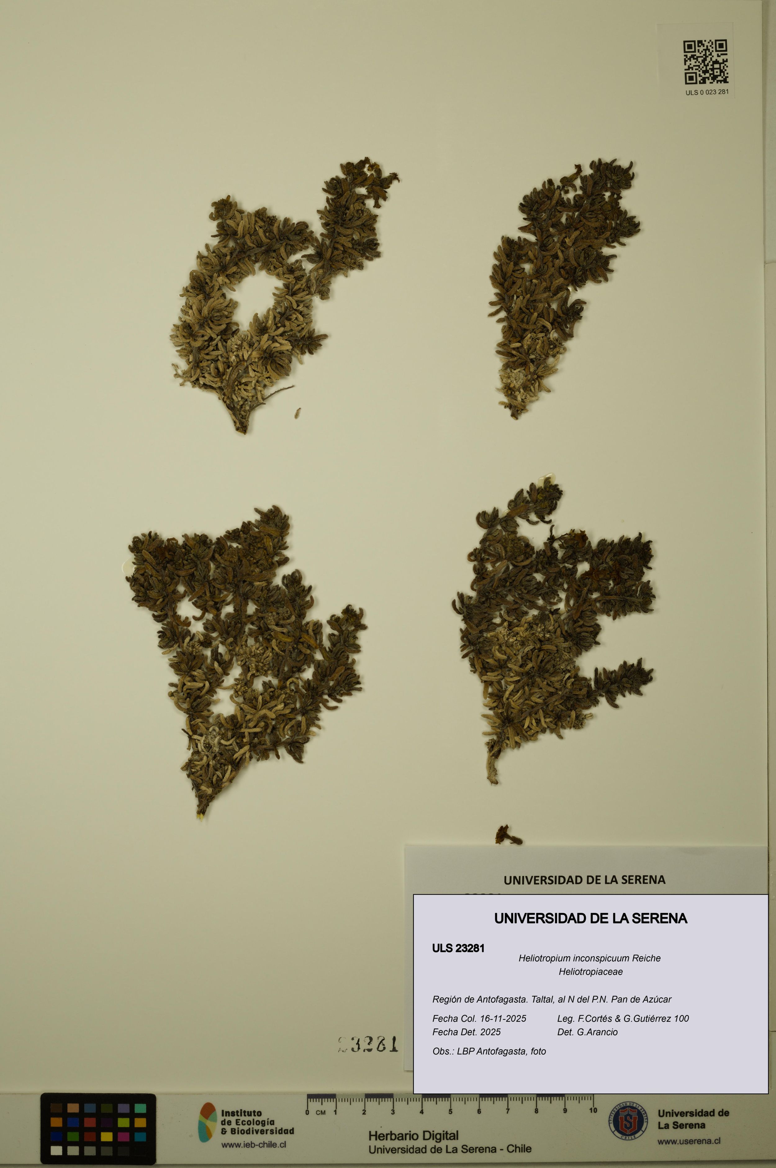 Heliotropium inconspicuum [Espécimen: ]