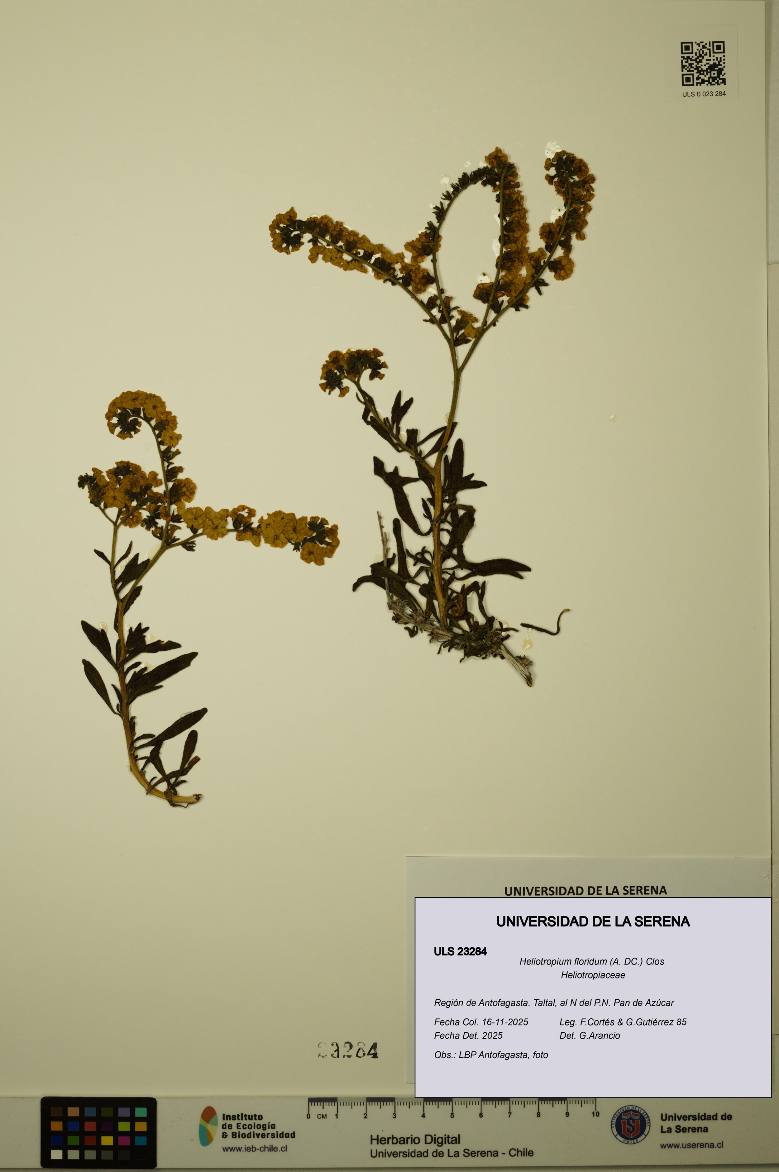 Heliotropium floridum [Espécimen: ]