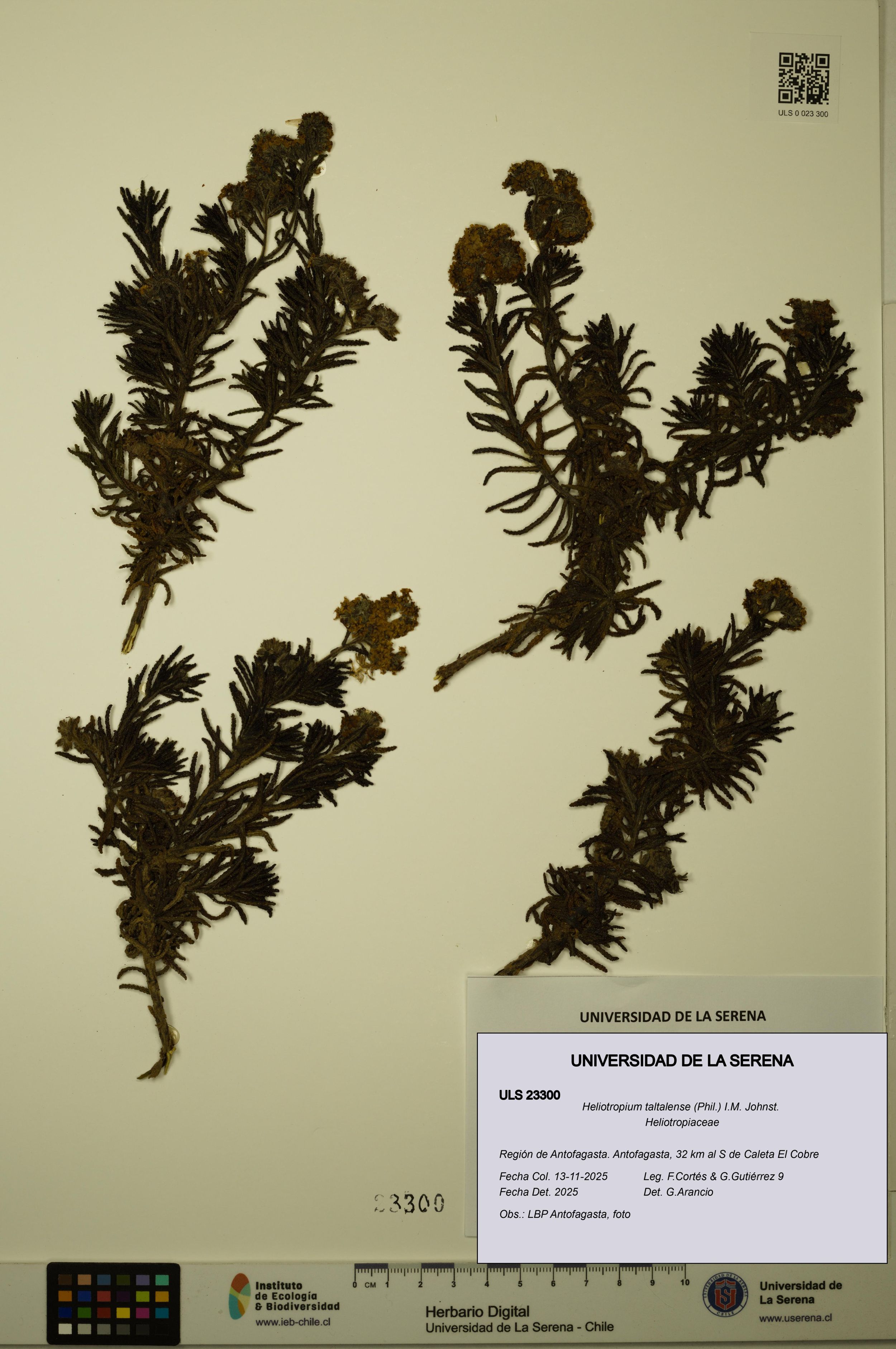 Heliotropium taltalense [Espécimen: ]