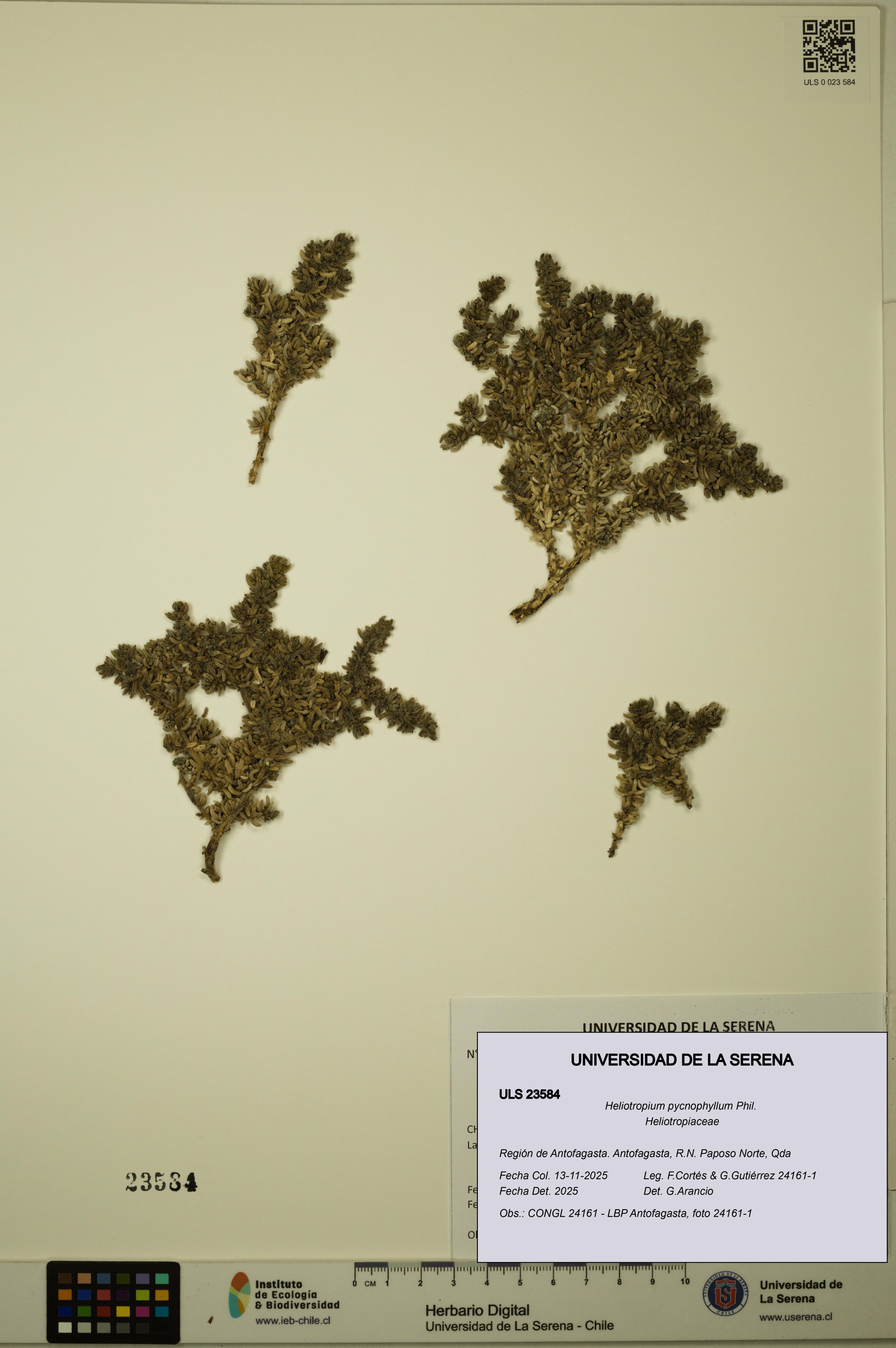 Heliotropium pycnophyllum [Espécimen: ]