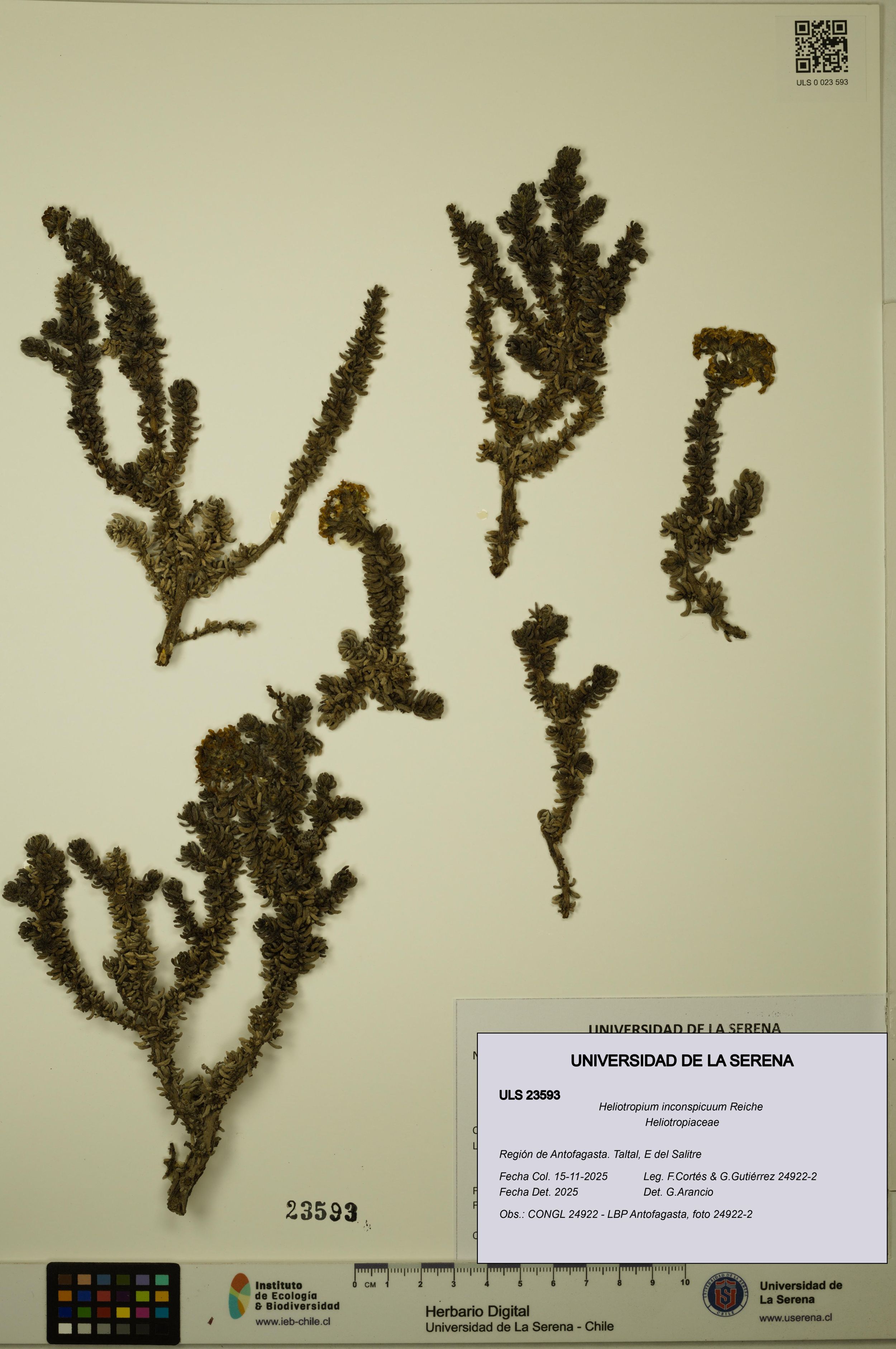 Heliotropium inconspicuum [Espécimen: ]