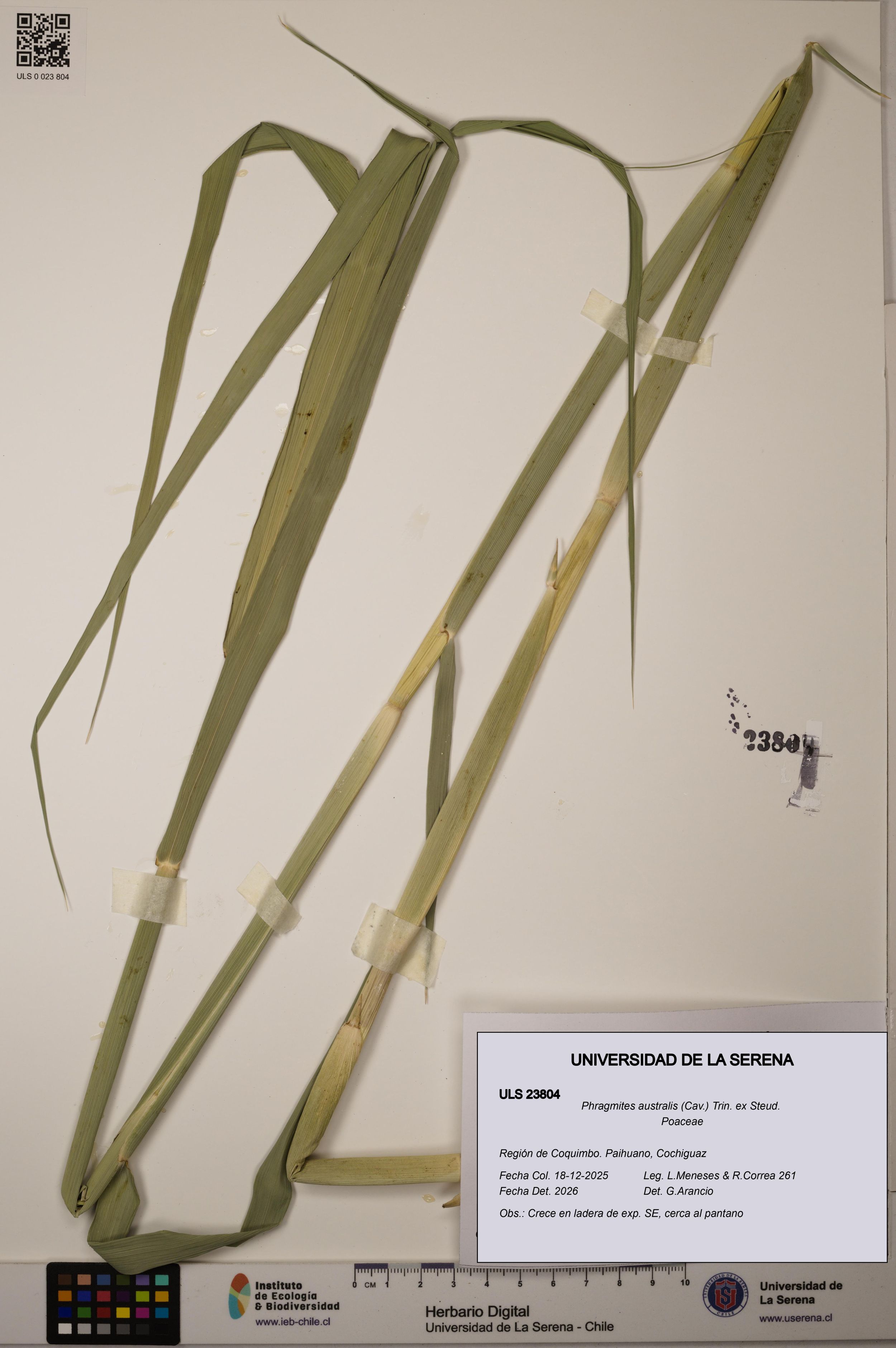 Phragmites australis [Espécimen: ]