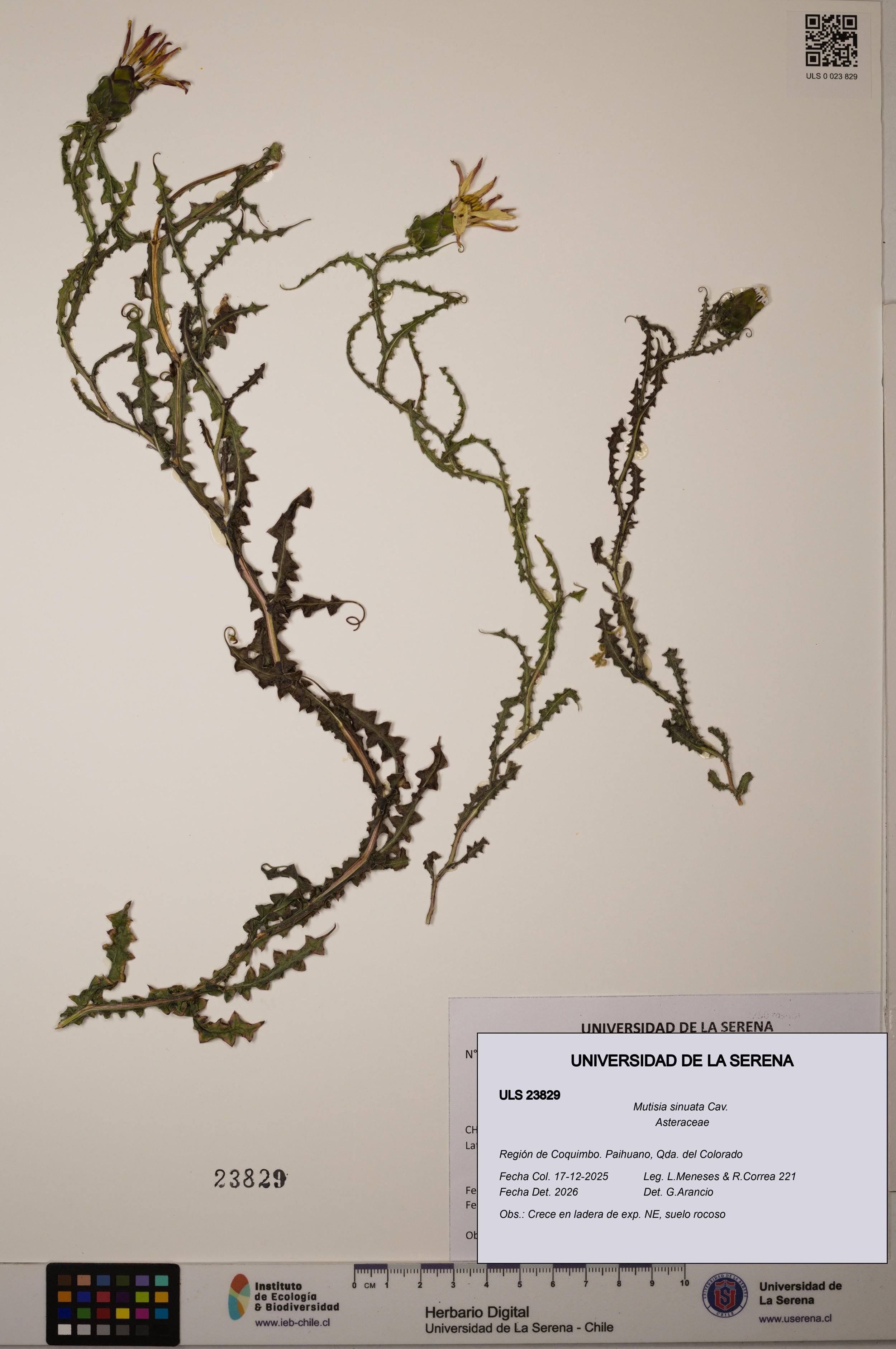 Mutisia sinuata [Espécimen: ]