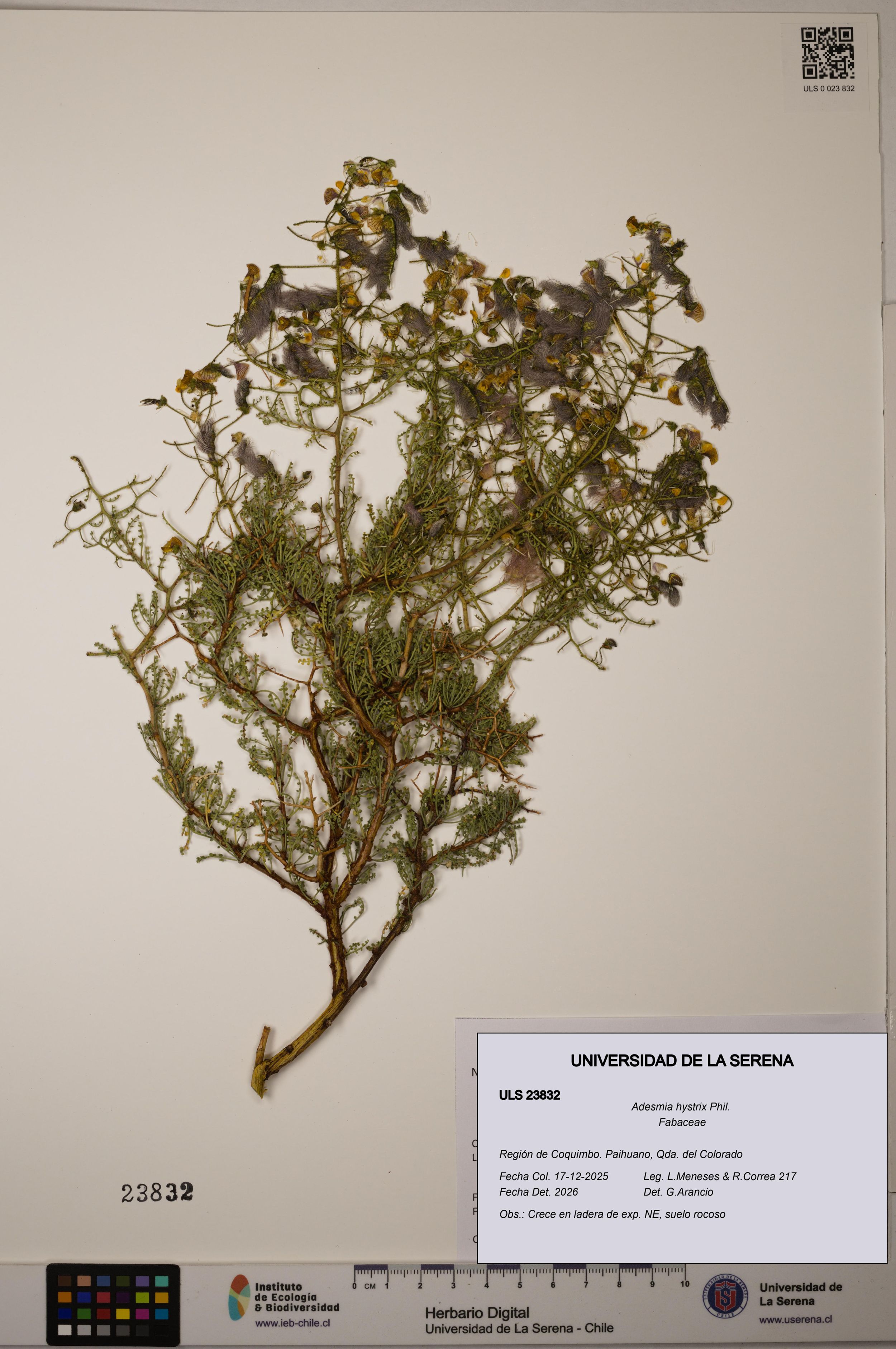 Adesmia hystrix [Espécimen: ]