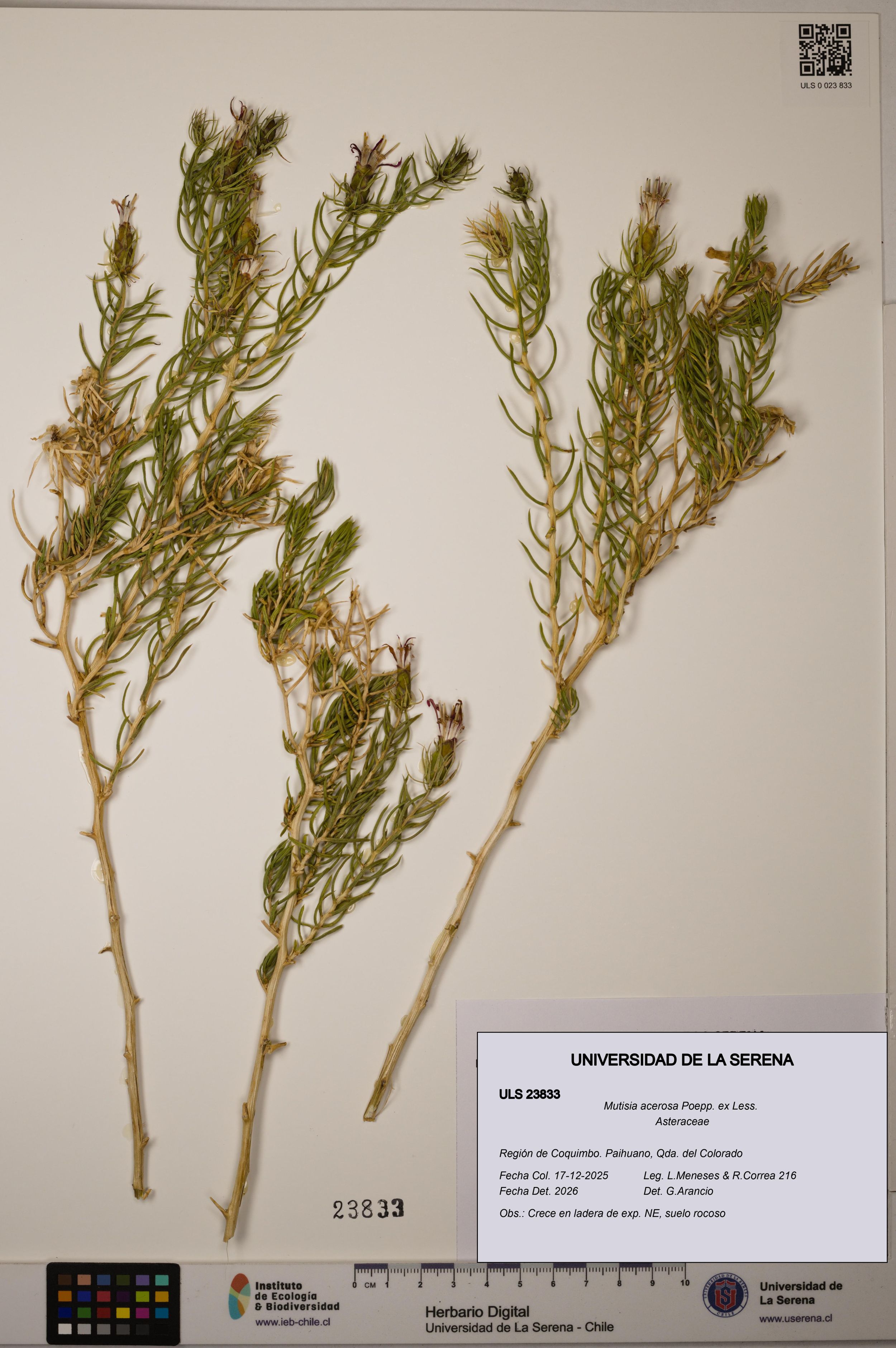 Mutisia acerosa [Espécimen: ]