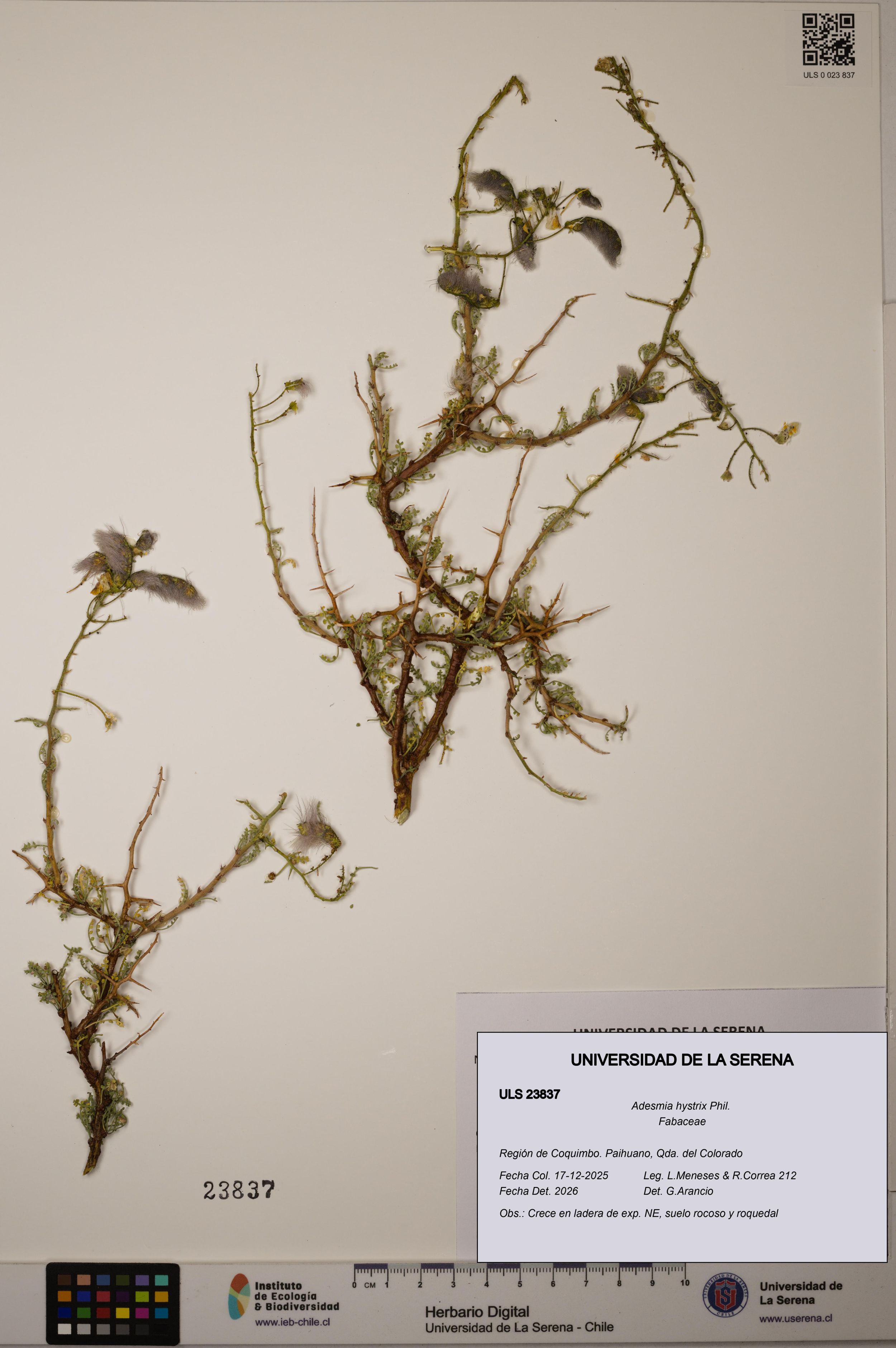 Adesmia hystrix [Espécimen: ]