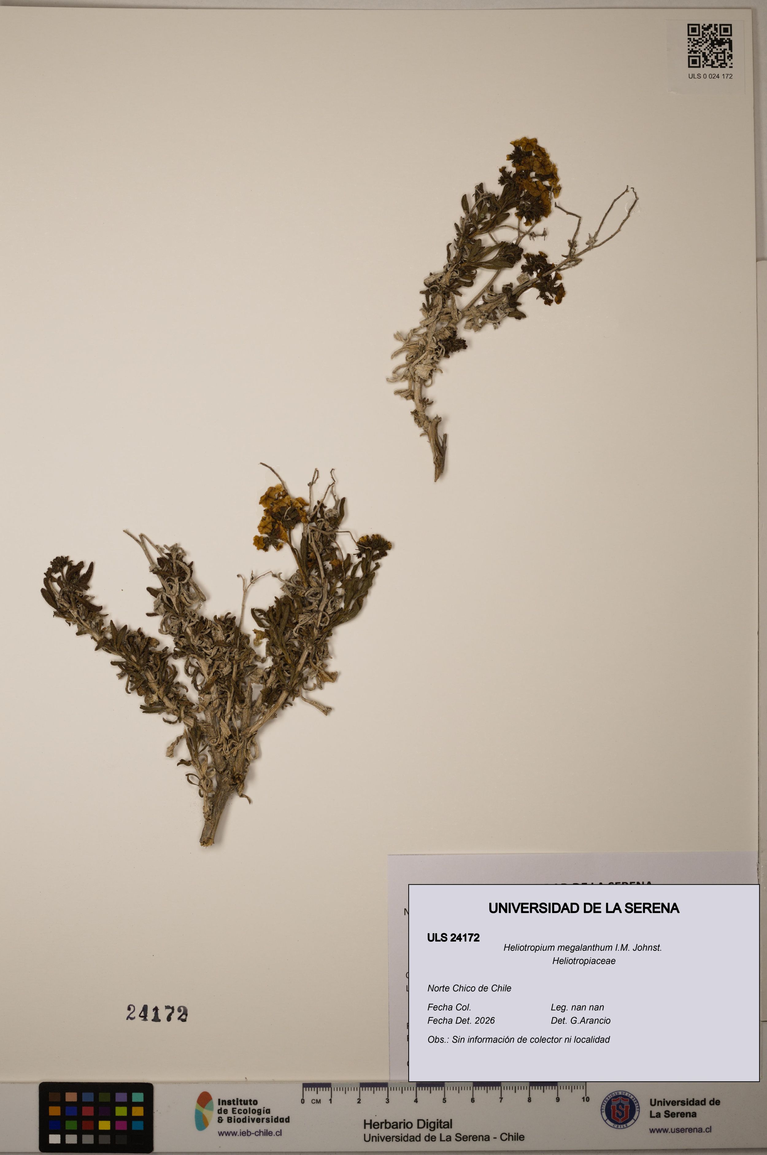 Heliotropium megalanthum [Espécimen: ]