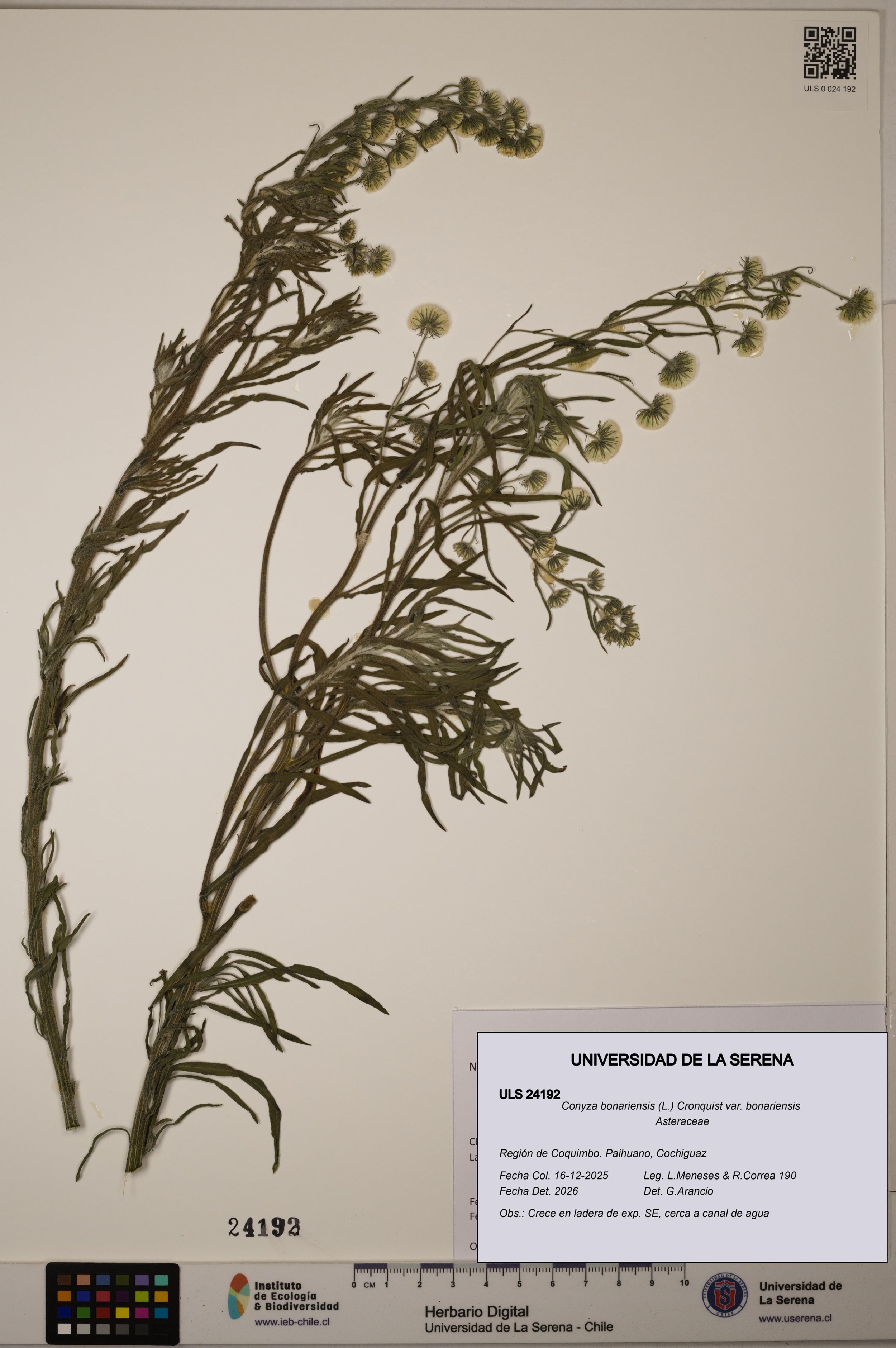Conyza bonariensis [Espécimen: ]