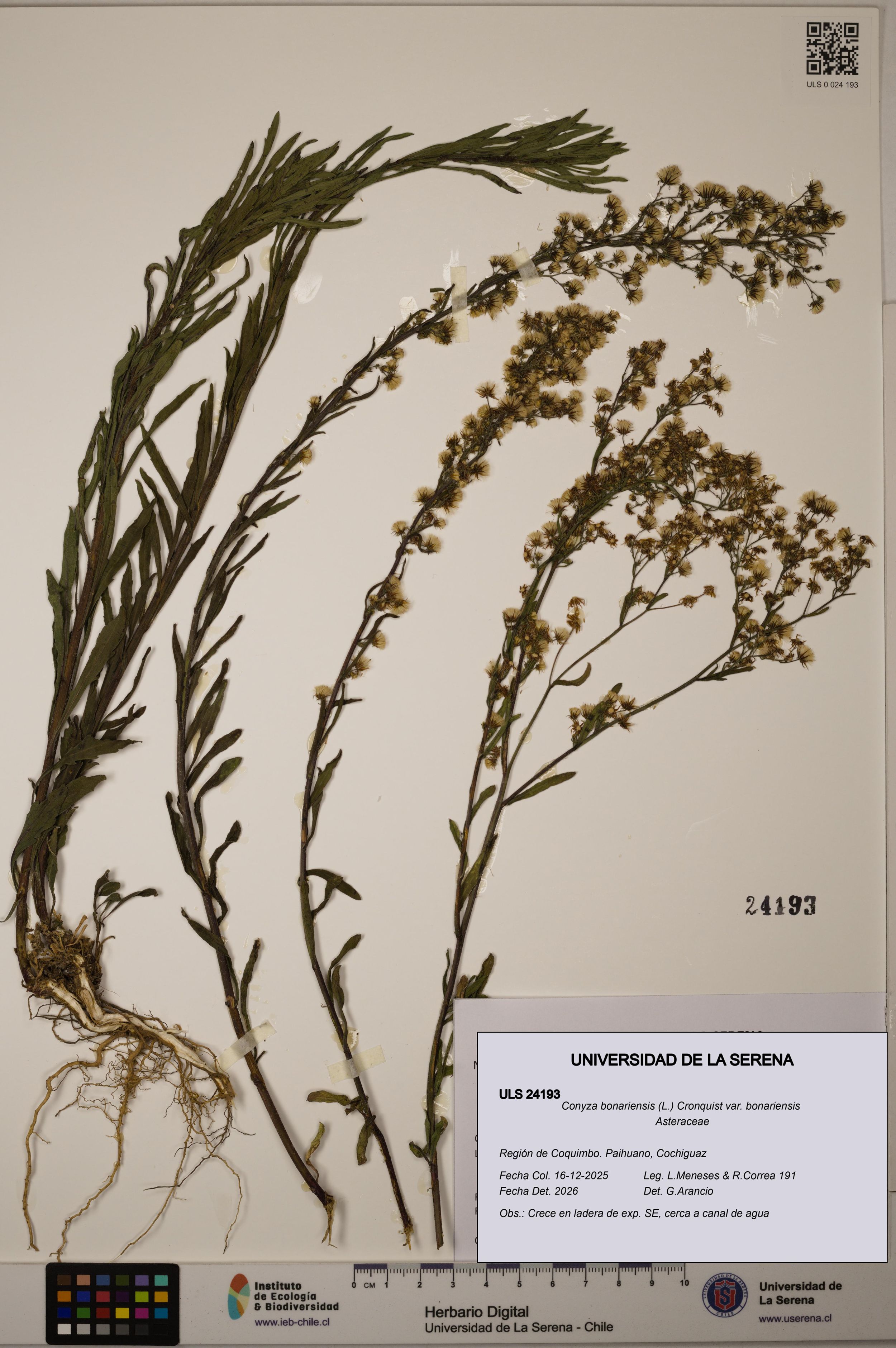 Conyza bonariensis var. bonariensis [Espécimen: ]