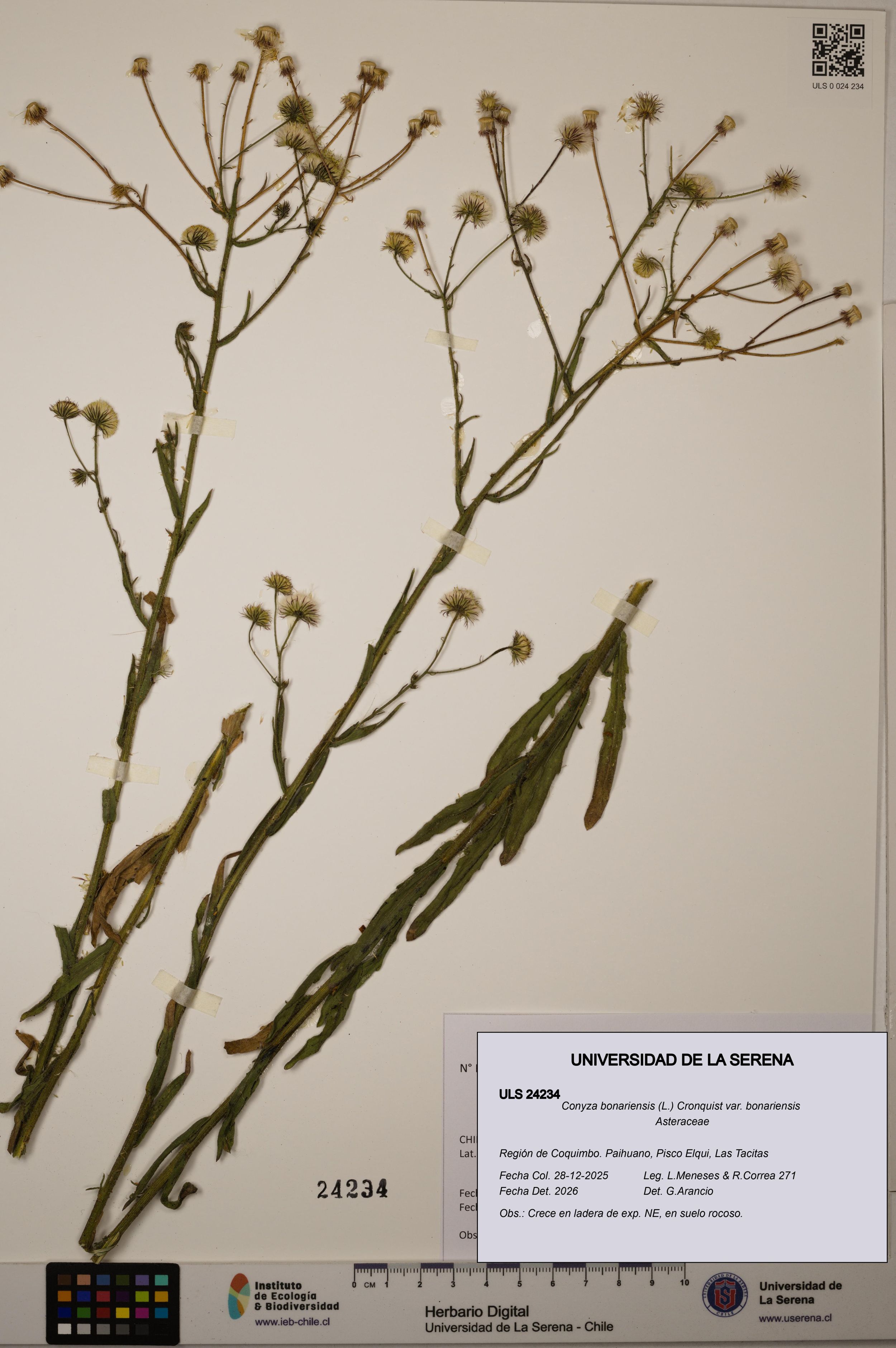 Conyza bonariensis var. bonariensis [Espécimen: ]