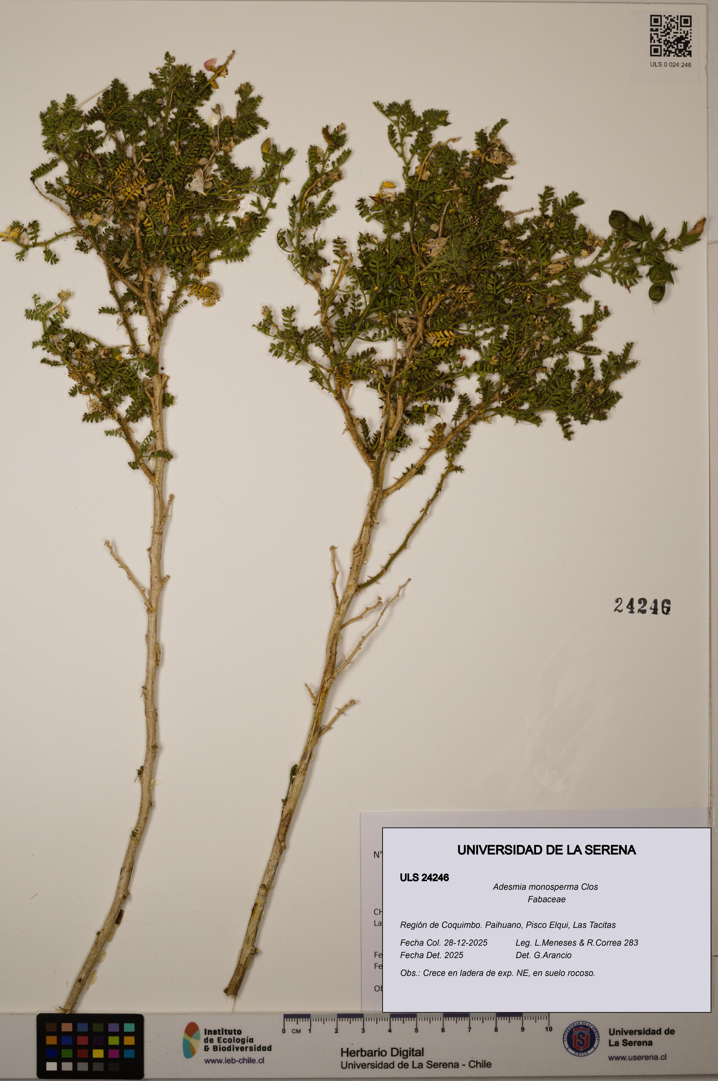 Adesmia monosperma [Espécimen: ]