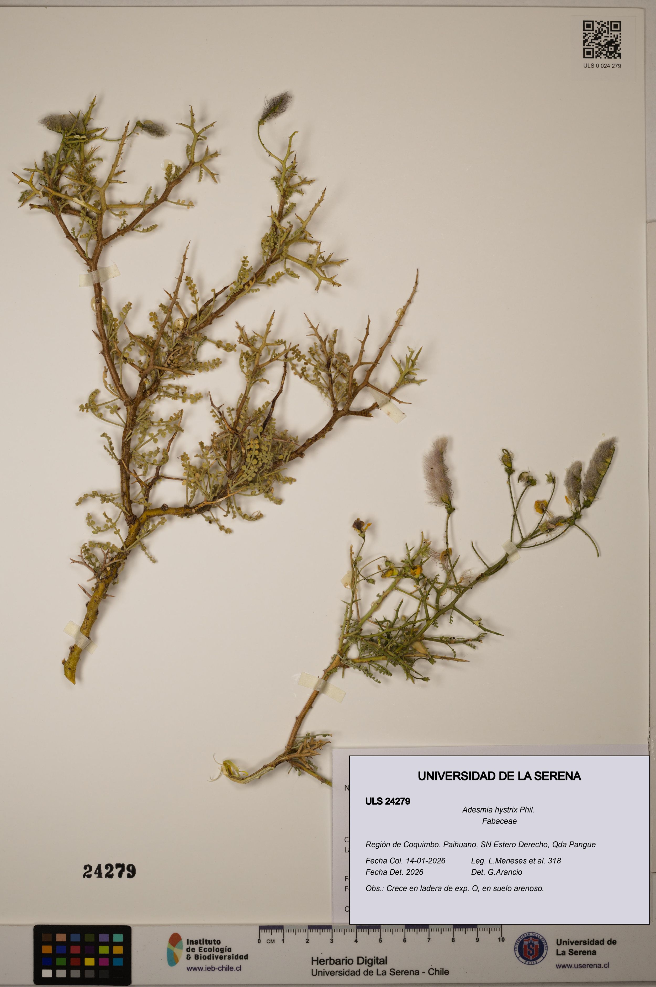 Adesmia hystrix [Espécimen: ]